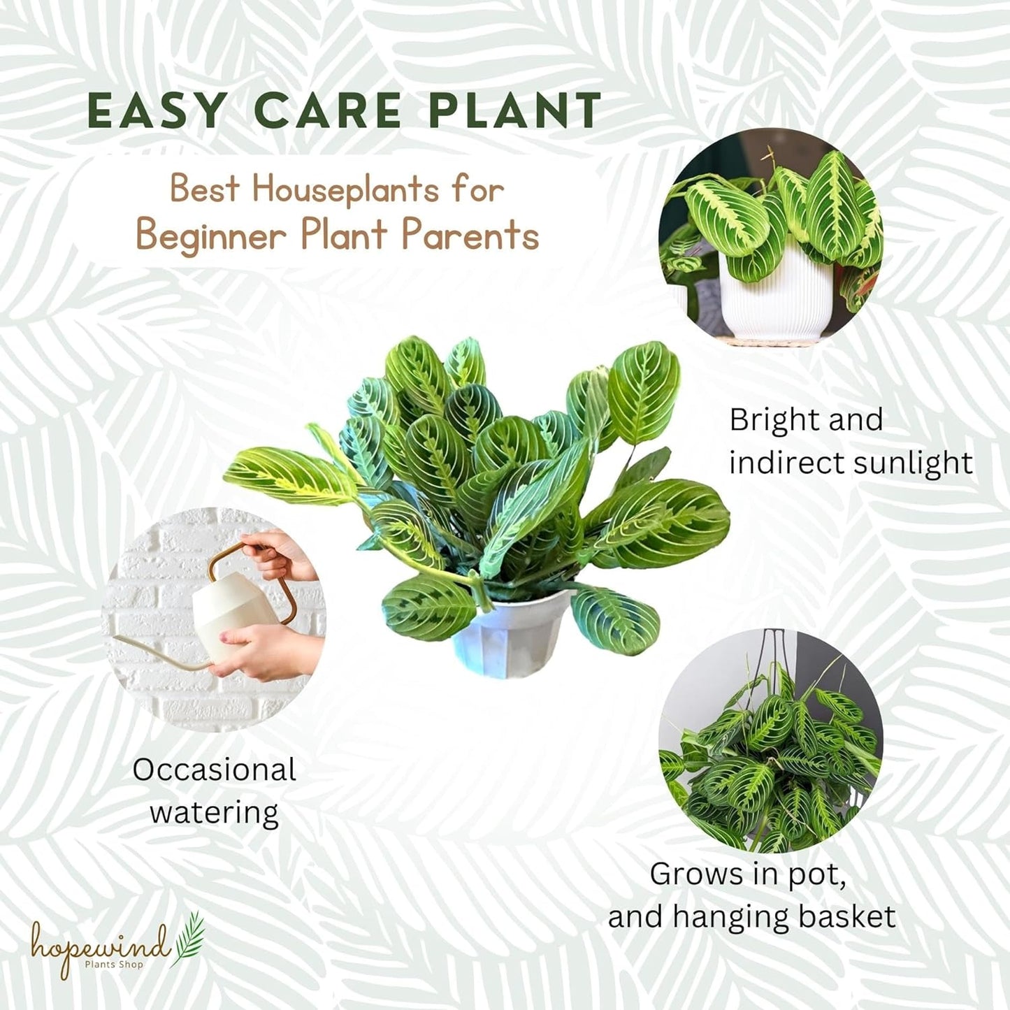 Lemon Lime Prayer Plant Maranta