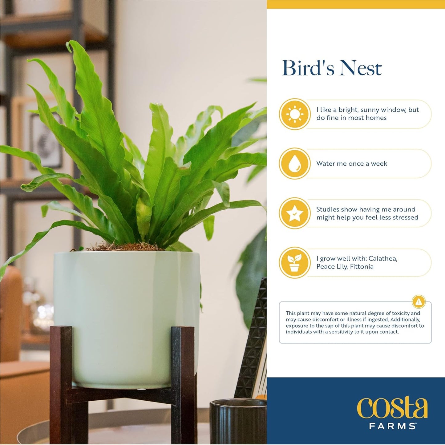 Bird's Nest Fern in Planter