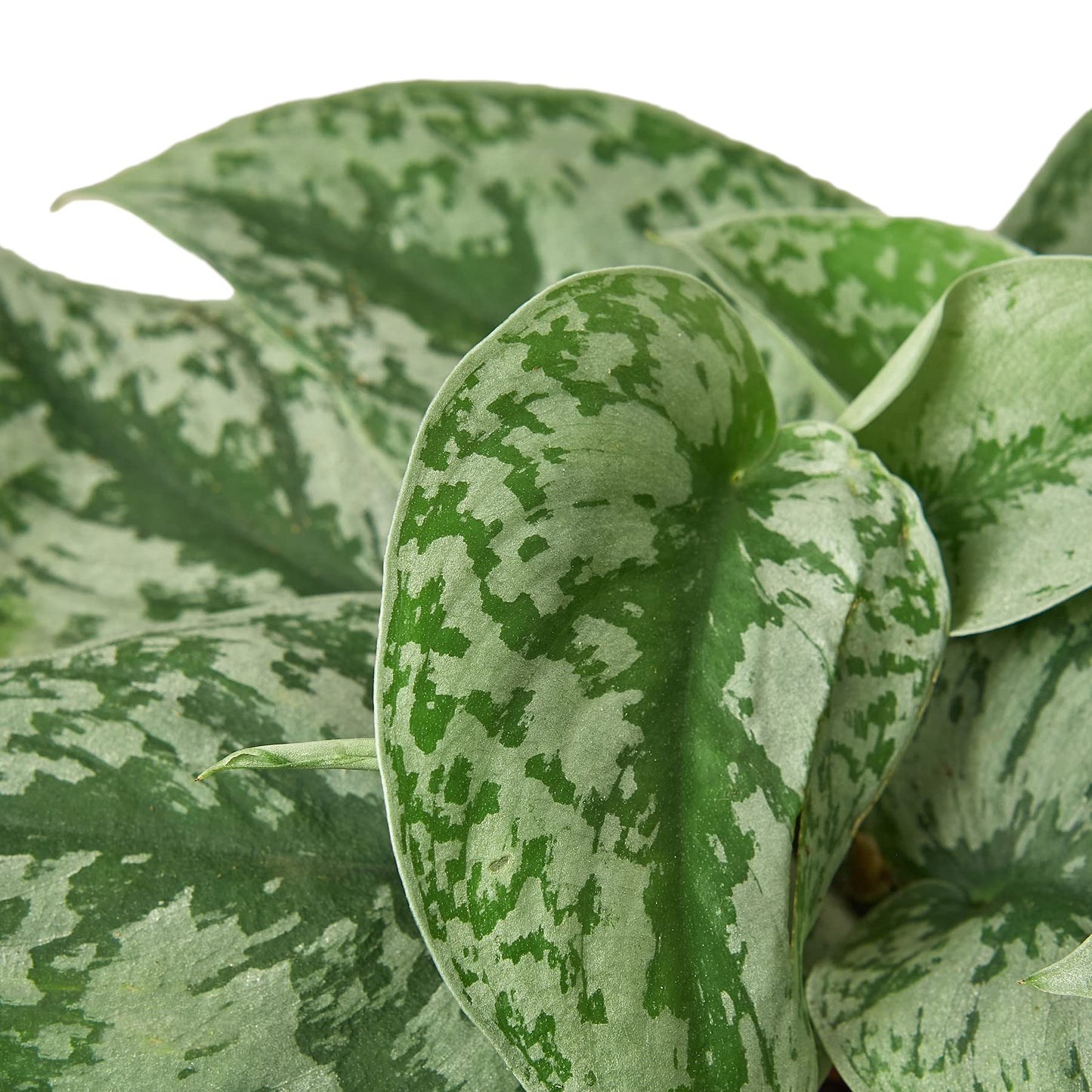 Pothos
