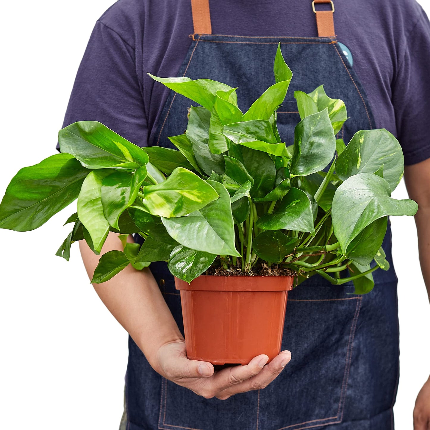 Pothos