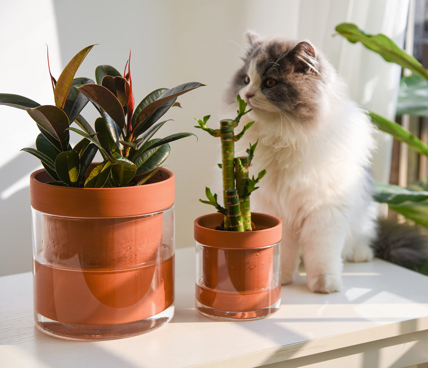 Self Watering Planter Pot Terracotta and Glass