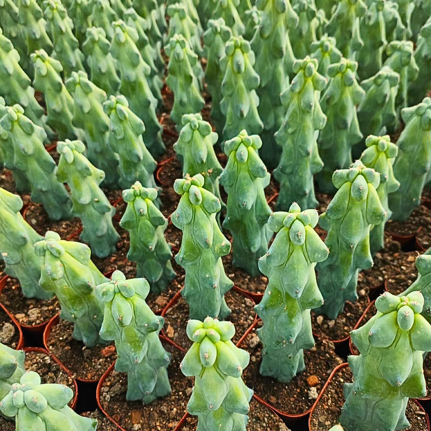 Boobie Cactus Live Plant - Myrtillocactus Geometrizans Fukurokuryuzinboku