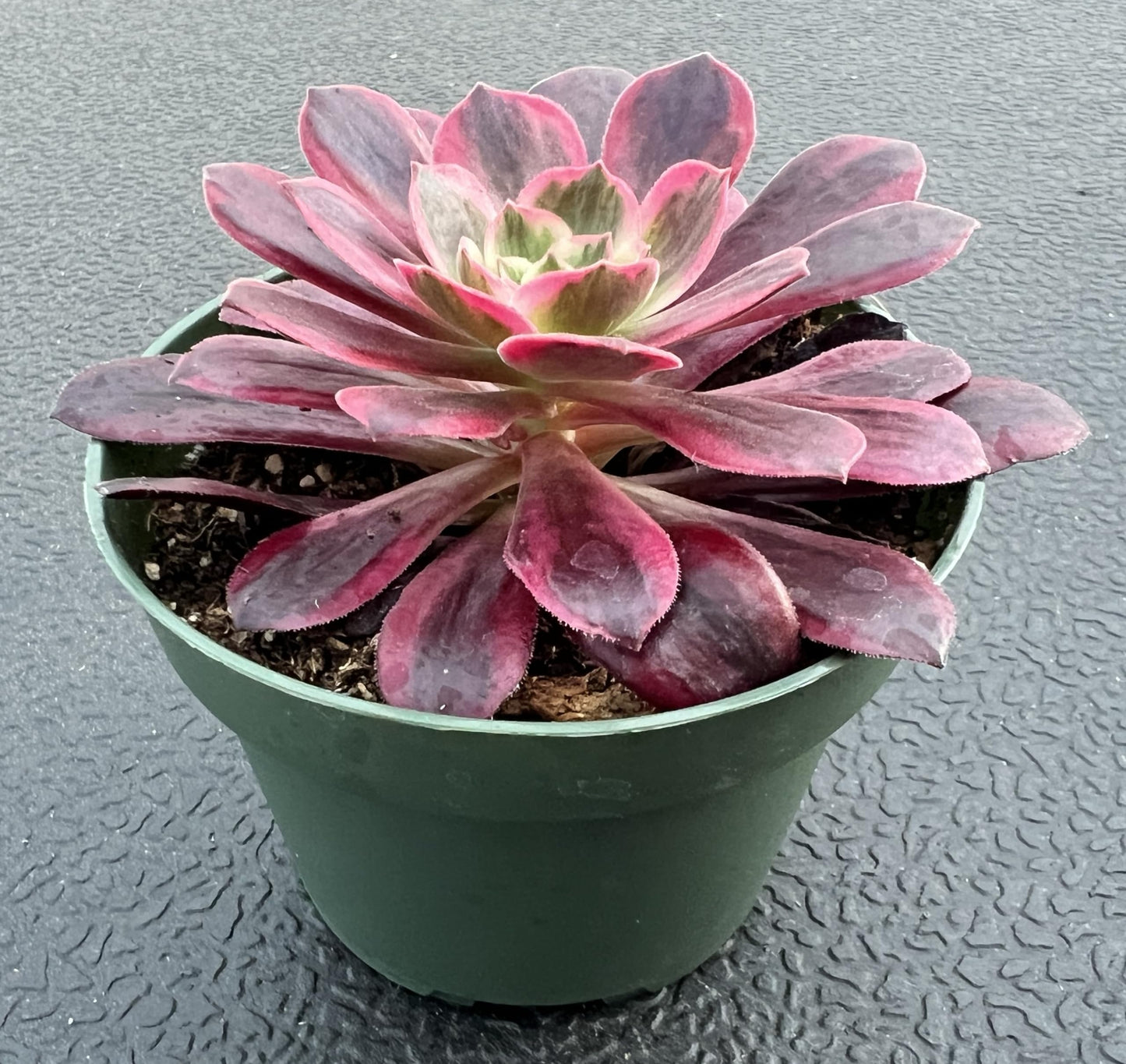 4" Trailing Succulents