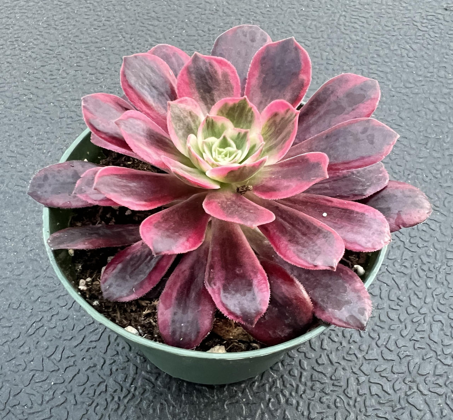 4" Trailing Succulents
