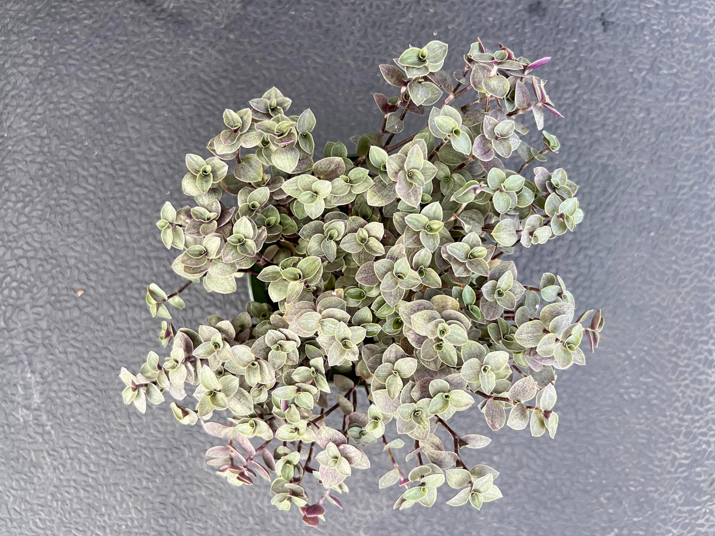 4" Trailing Succulents