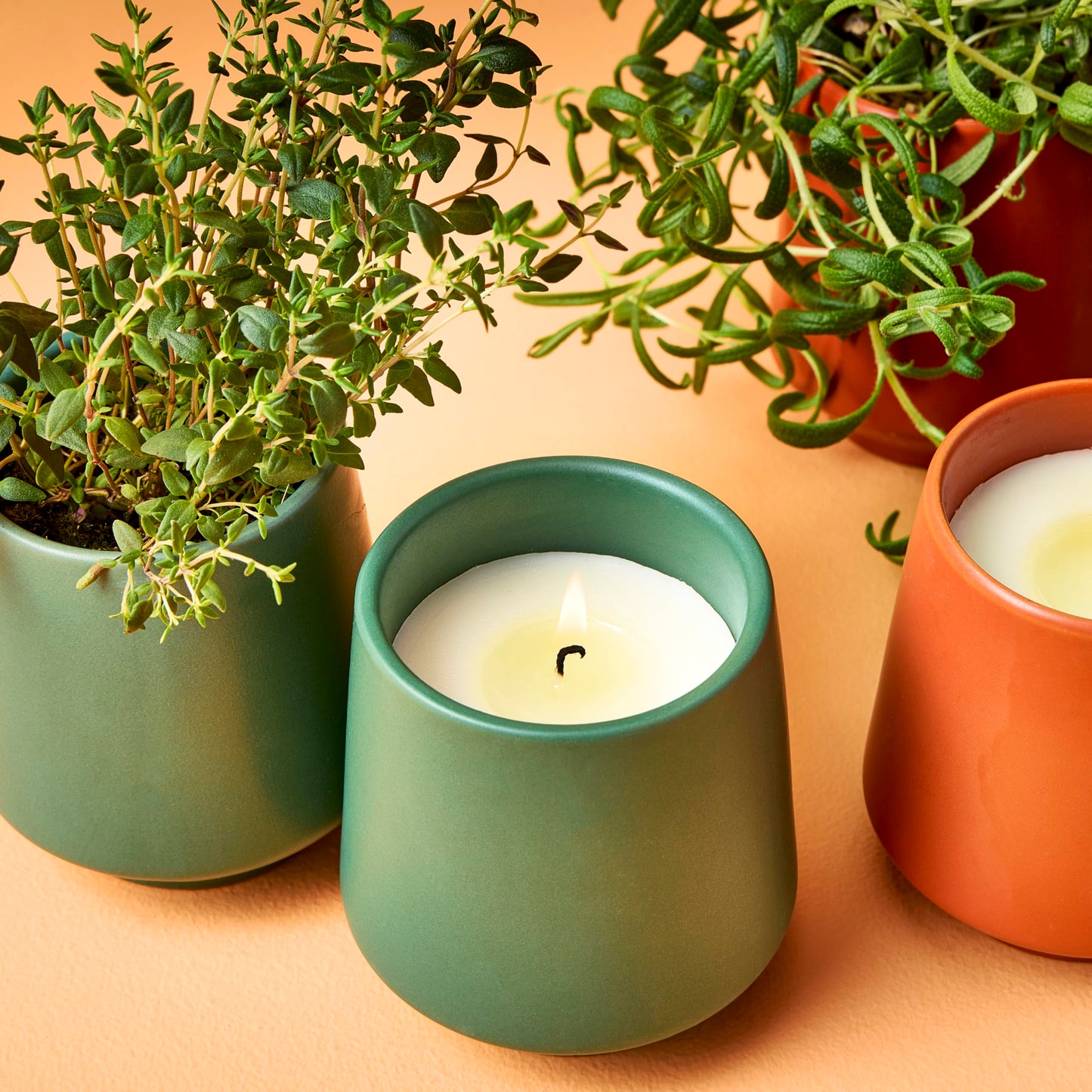 Modern Sprout Rooted Candle - 2 in 1 Scented Soy Candle with Seeds
