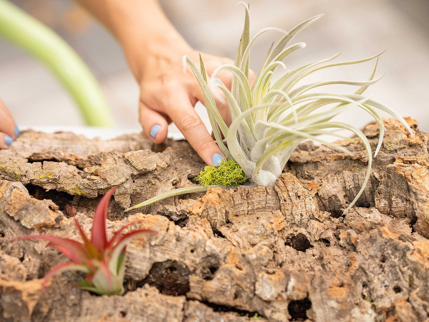 DIY Natural Cork Bark with Air Plants Kit