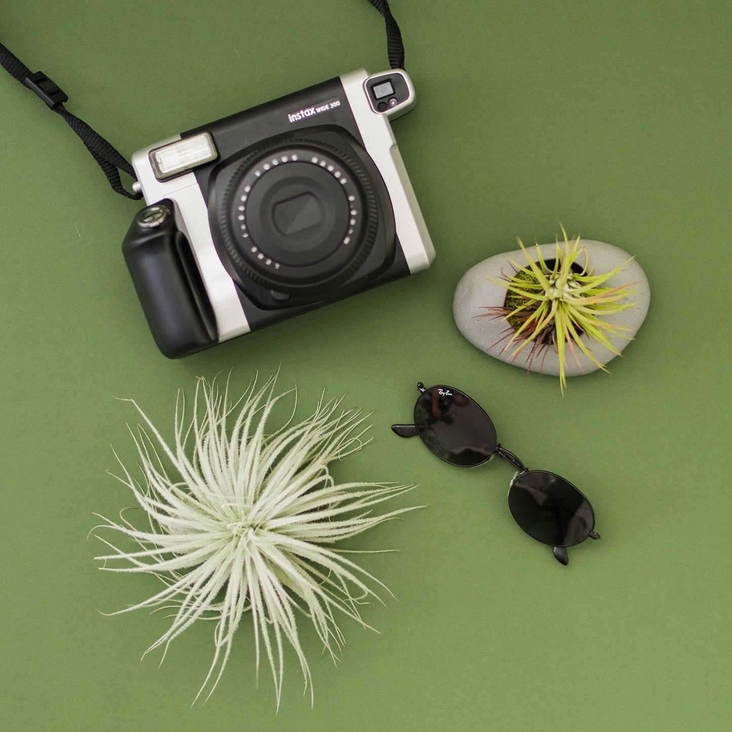 Jumbo Tectorum Ecuador Air Plant