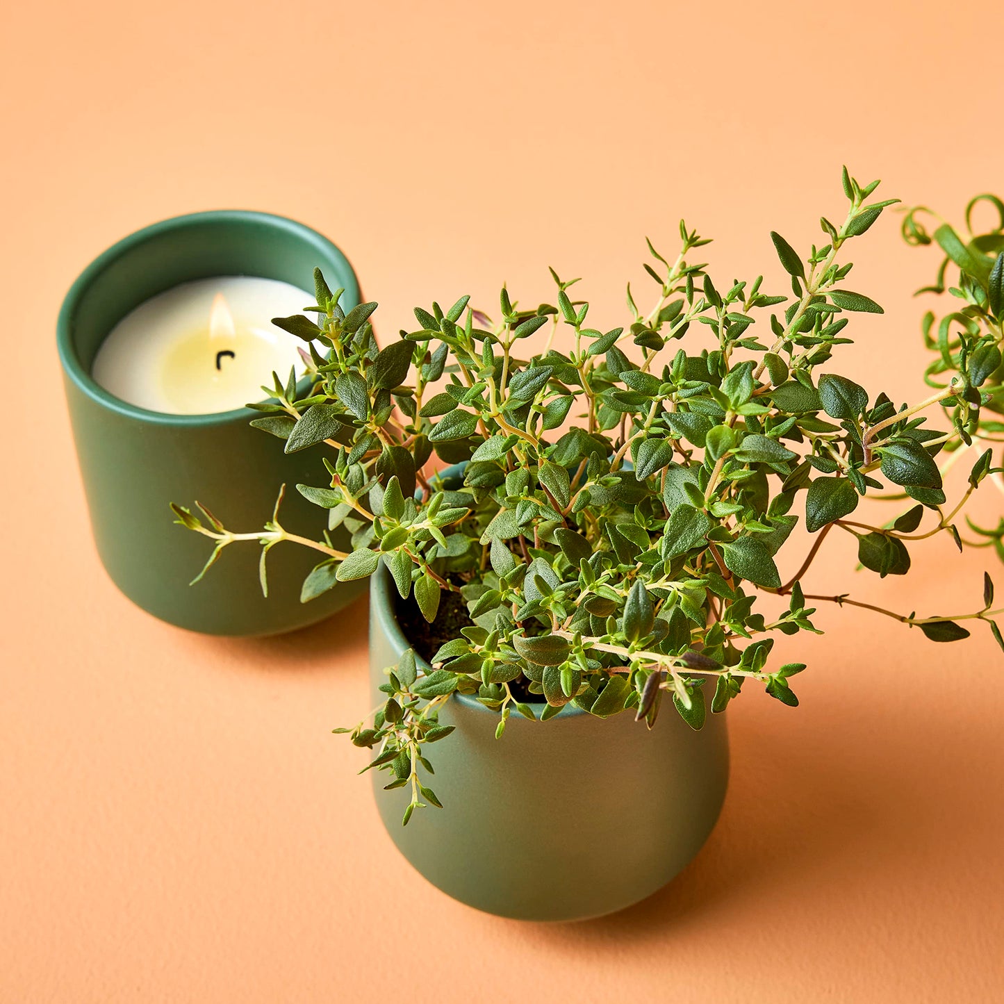 Modern Sprout Rooted Candle - 2 in 1 Scented Soy Candle with Seeds