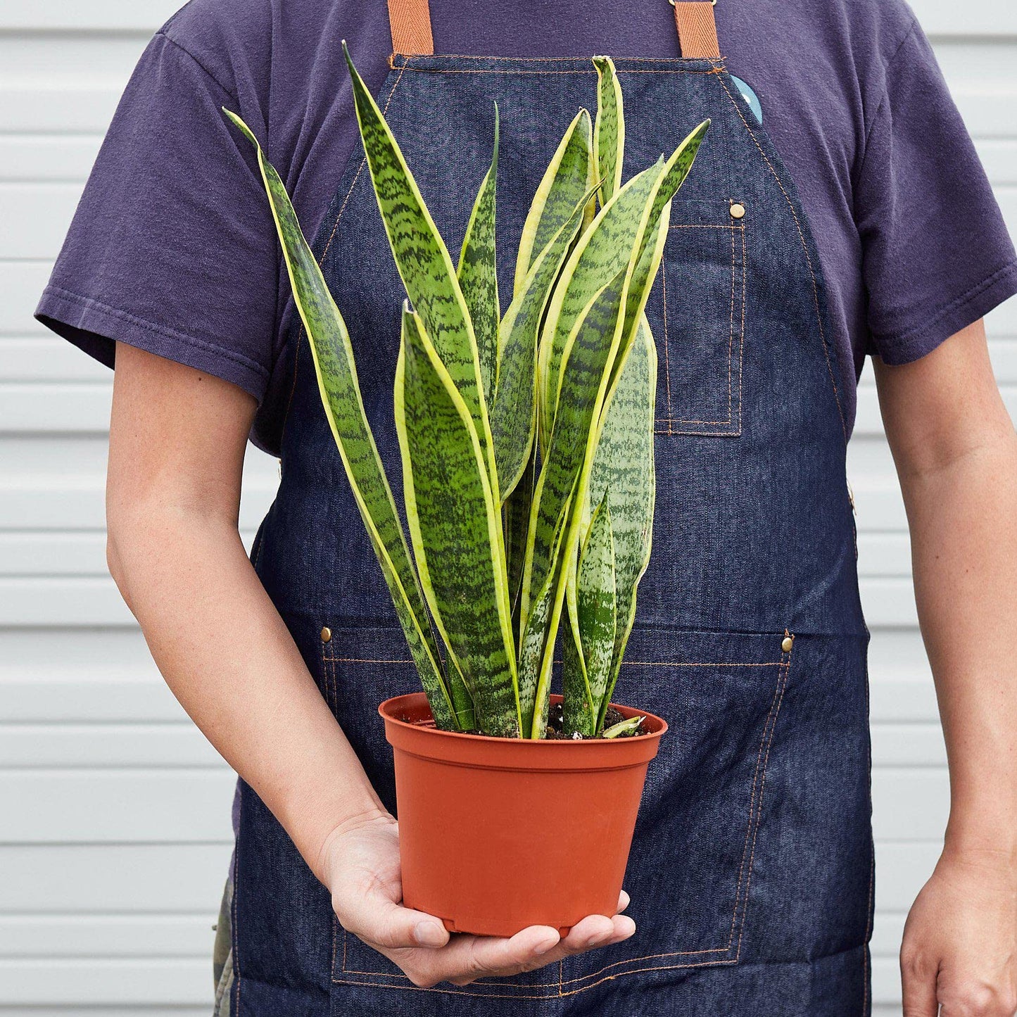 Snake Plants