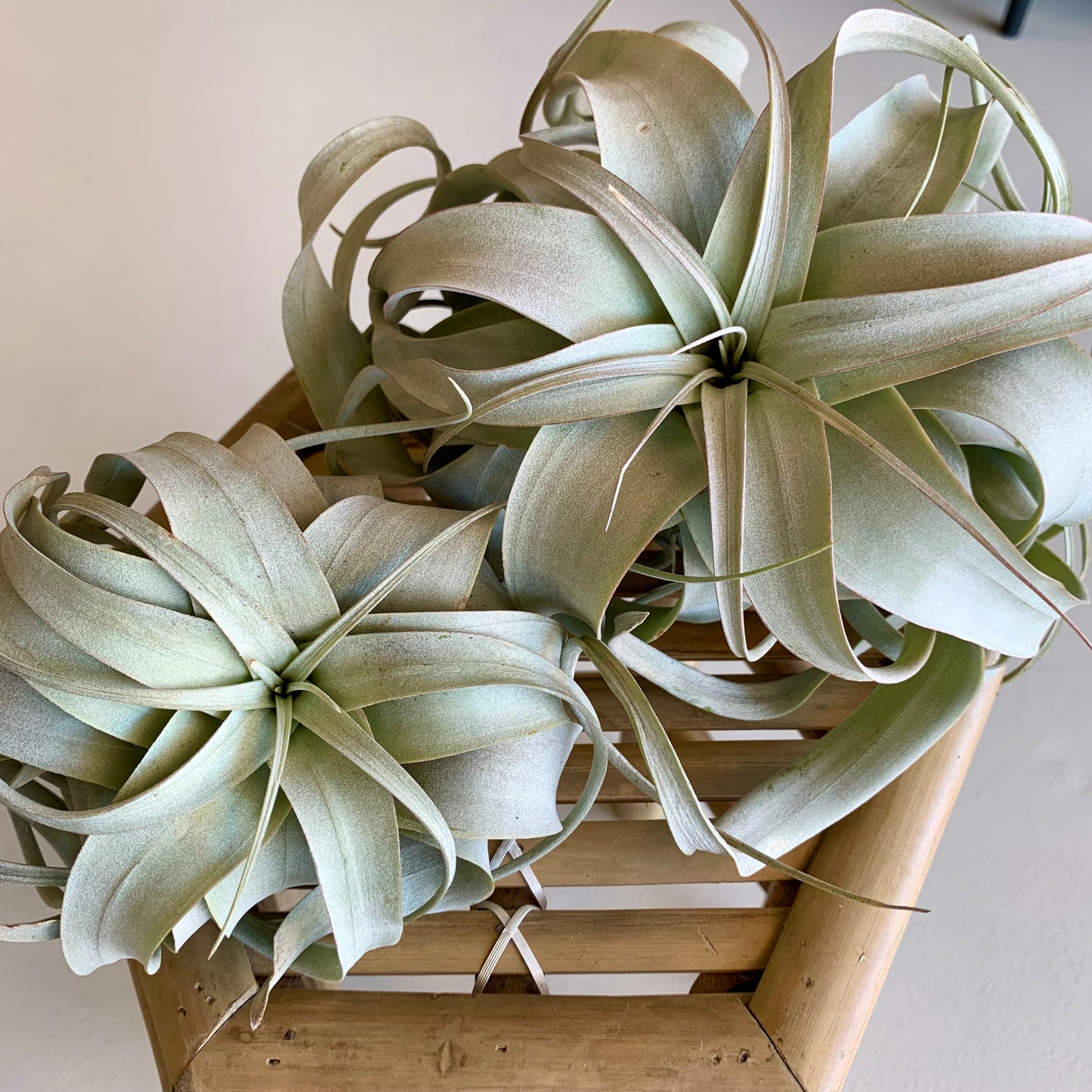 Xerographica Air Plants