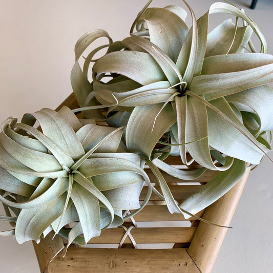 Xerographica Air Plants