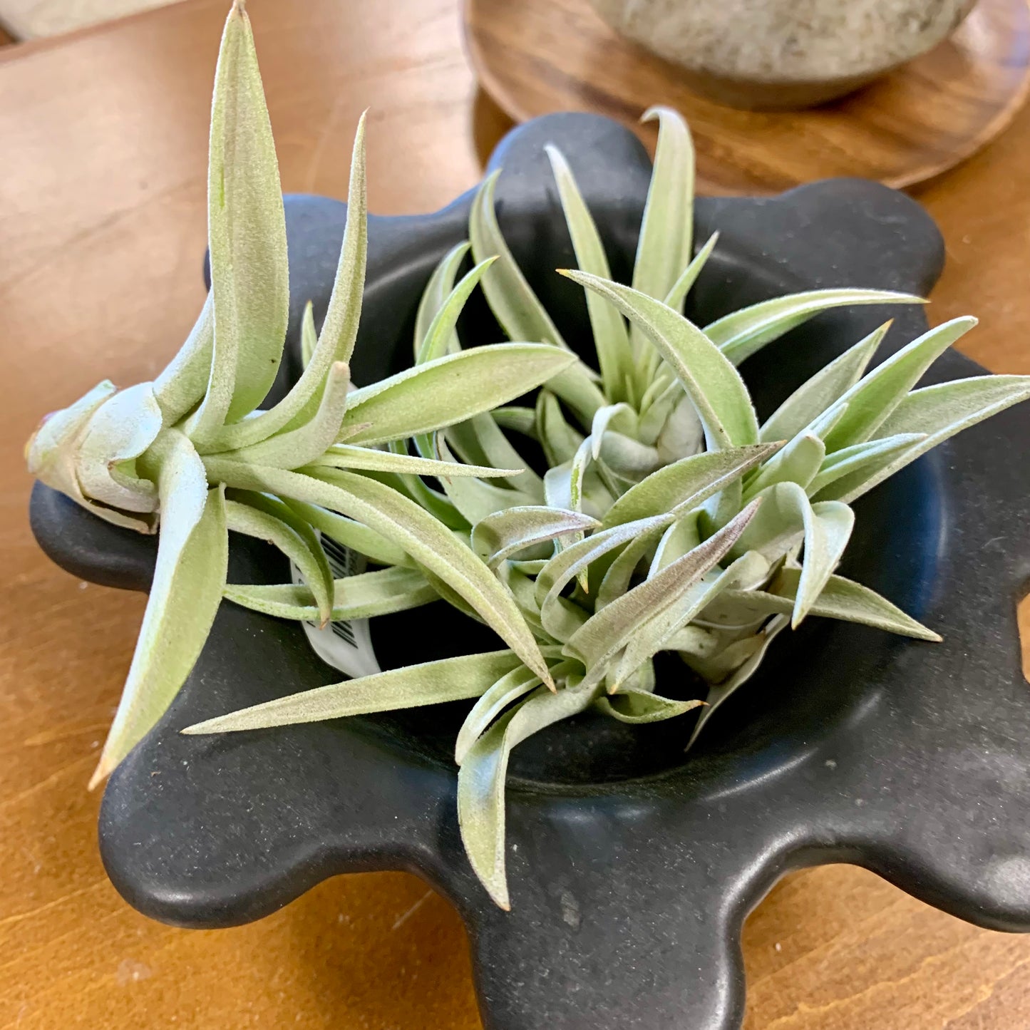Harrisii Air Plant