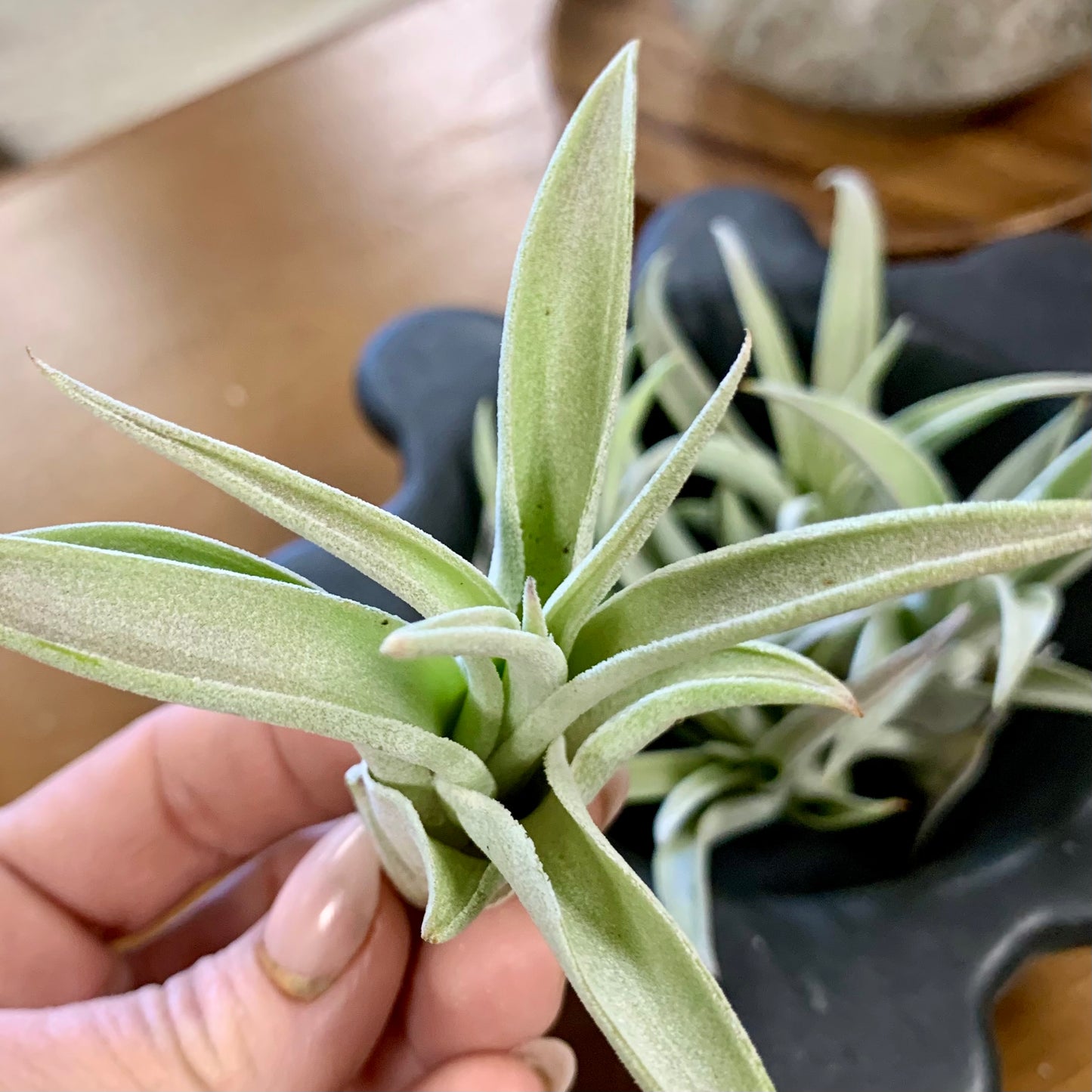 Harrisii Air Plant