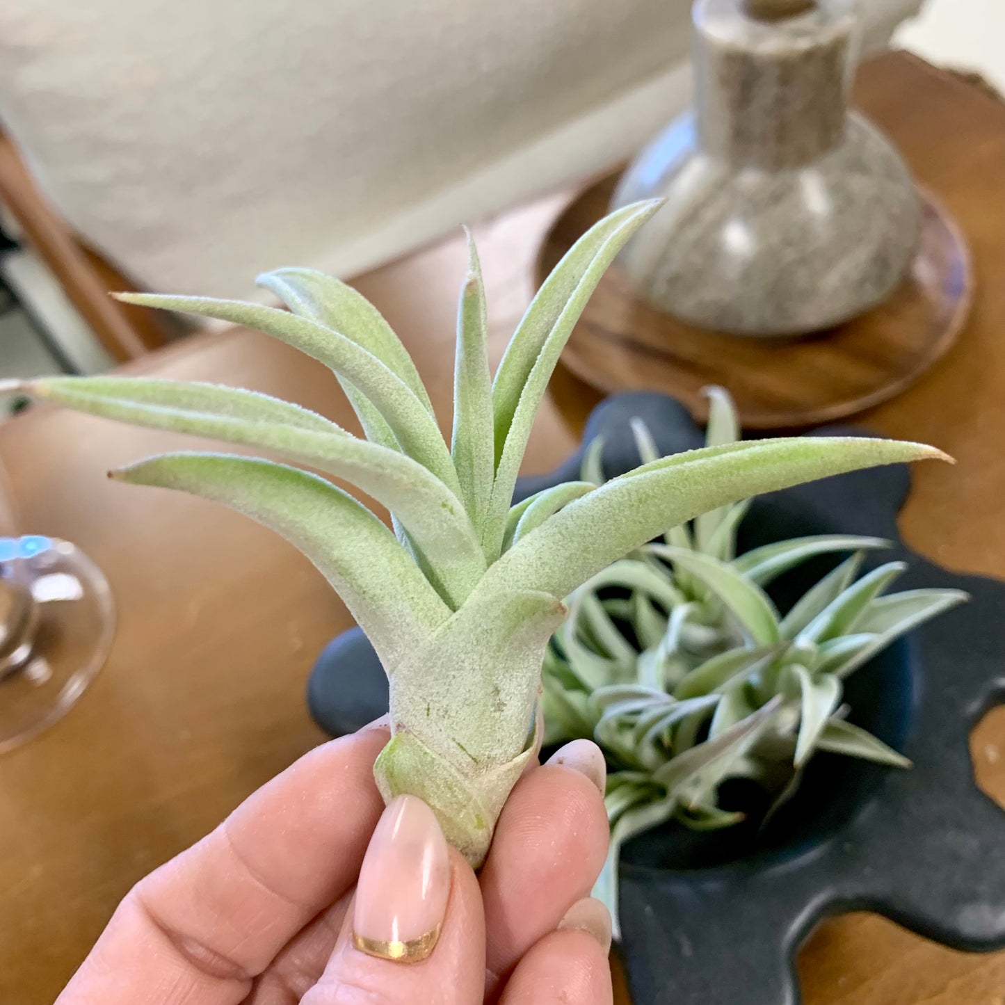 Harrisii Air Plant