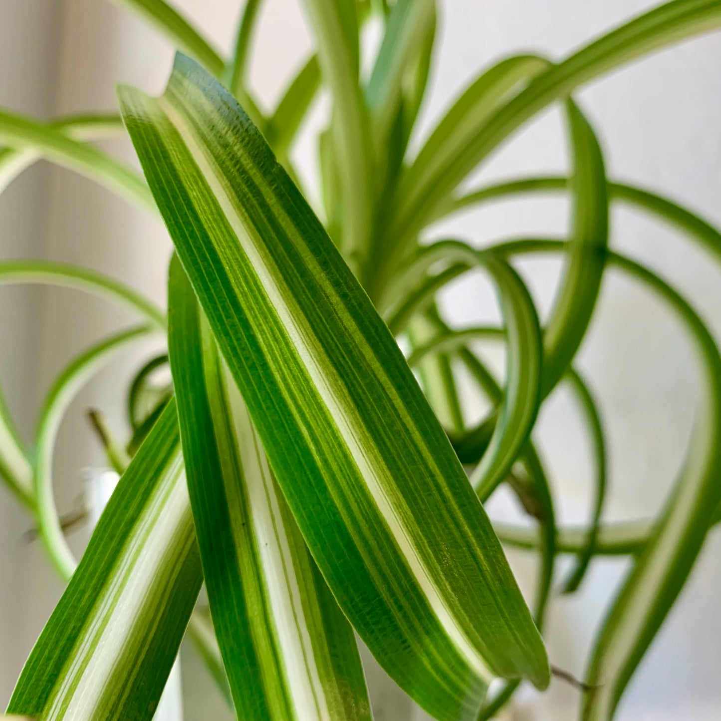 Curly Spider Plant "Bonnie"