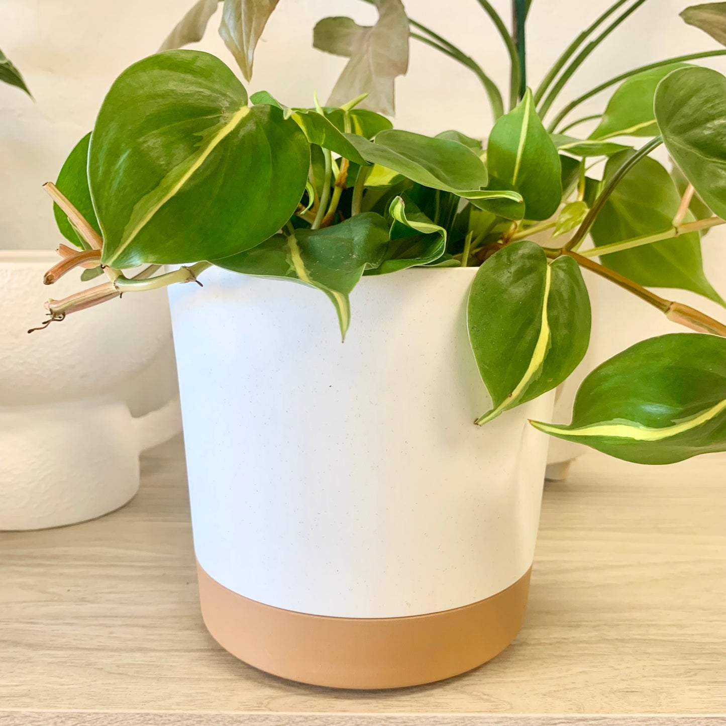 Modern Plastic Planter