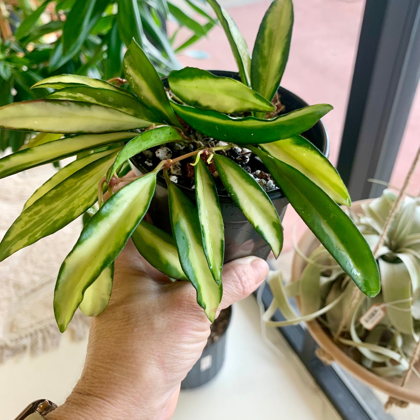 Hoya Wayetii Tricolor