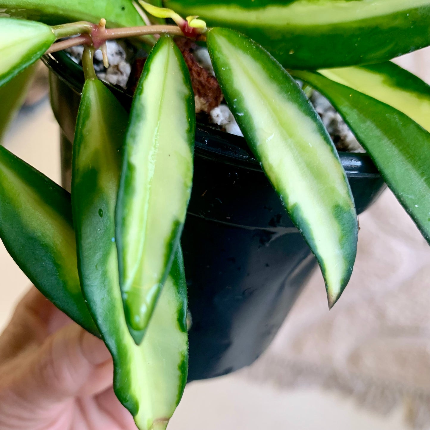 Hoya Wayetii Tricolor