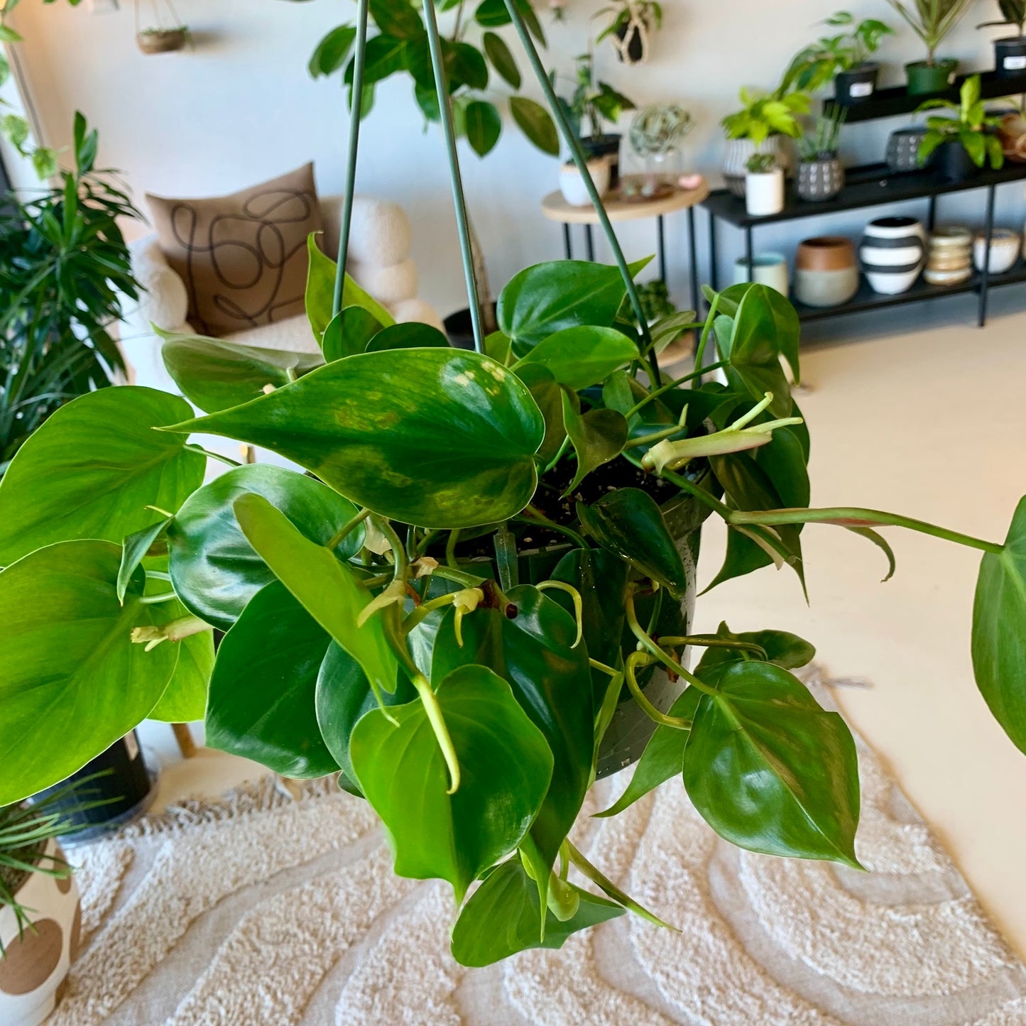 Heart Leaf Philodendron