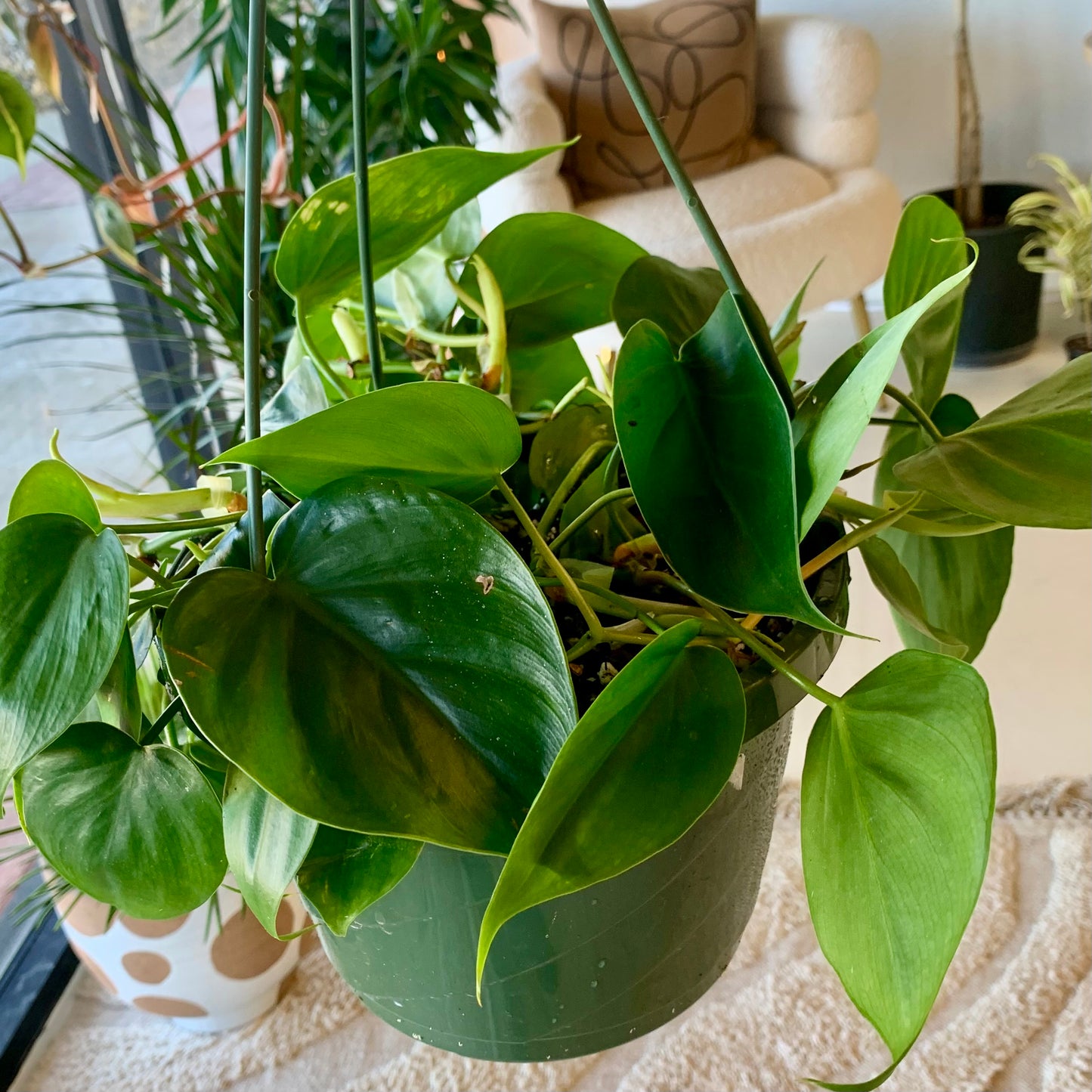 Heart Leaf Philodendron