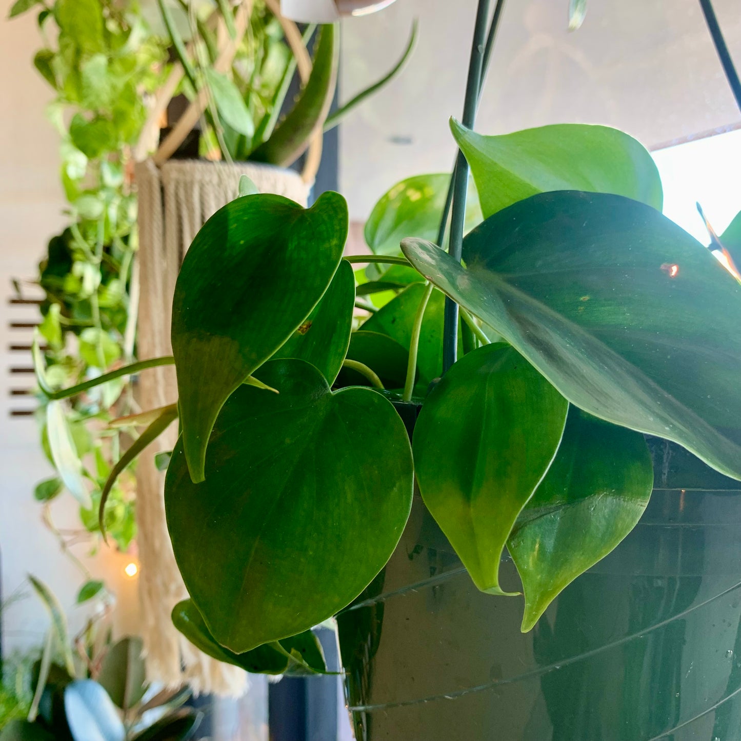 Heart Leaf Philodendron