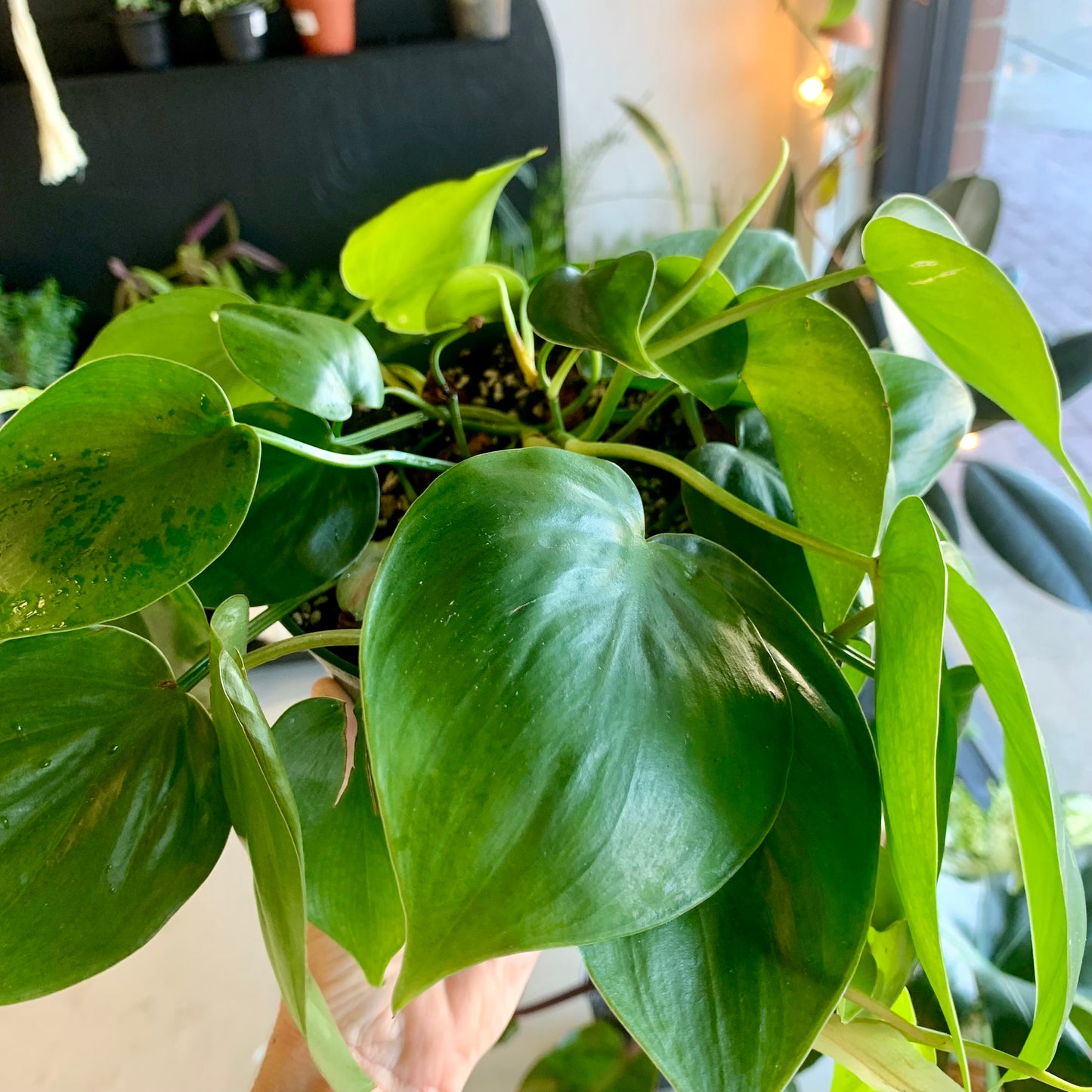 Heart Leaf Philodendron