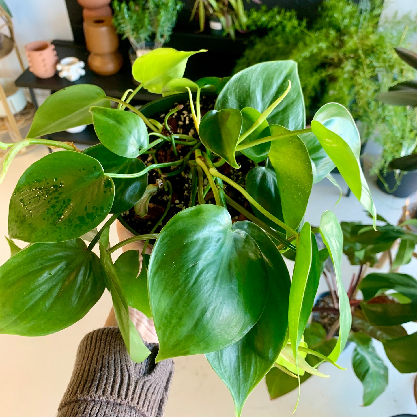 Heart Leaf Philodendron