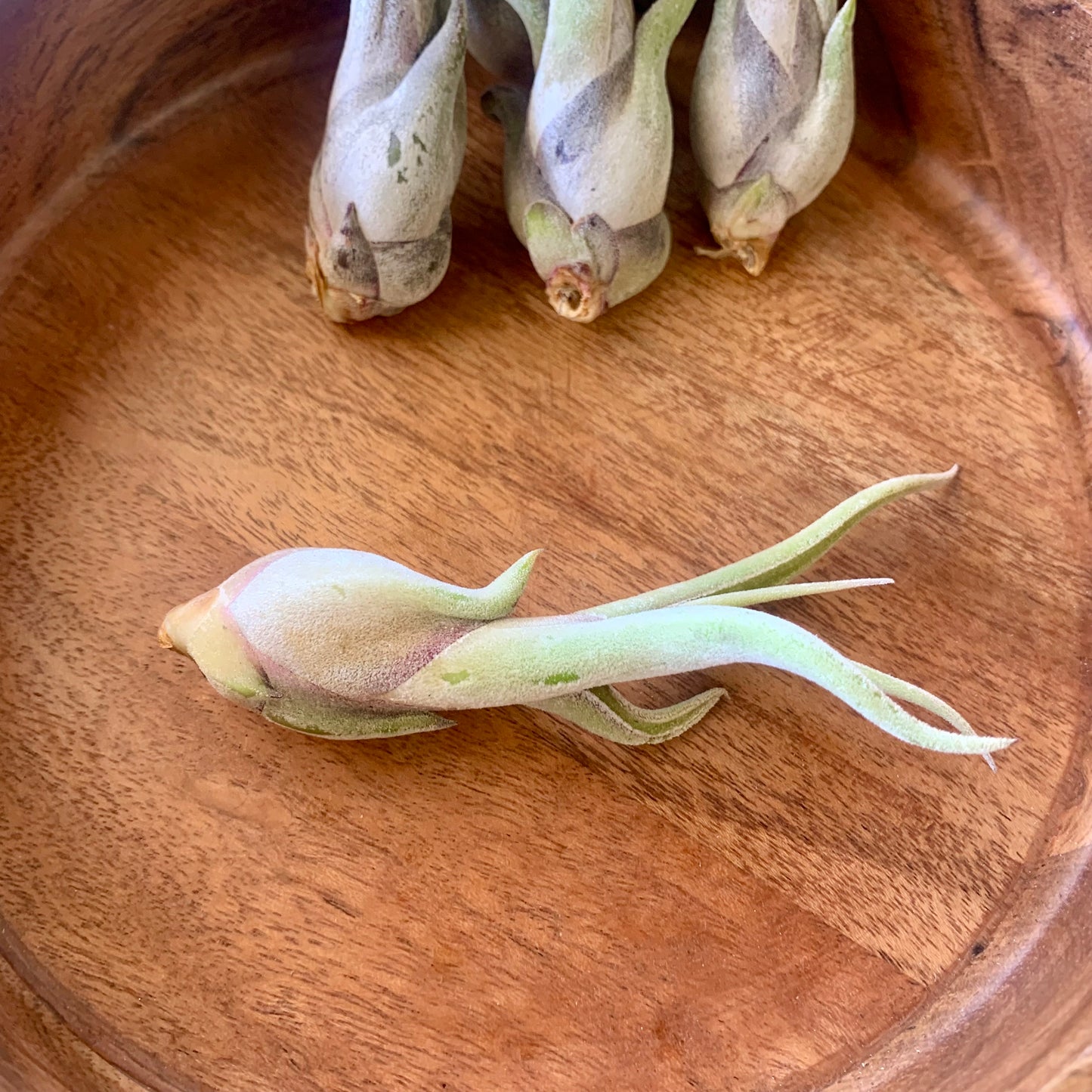 Caput Medusae Air Plant