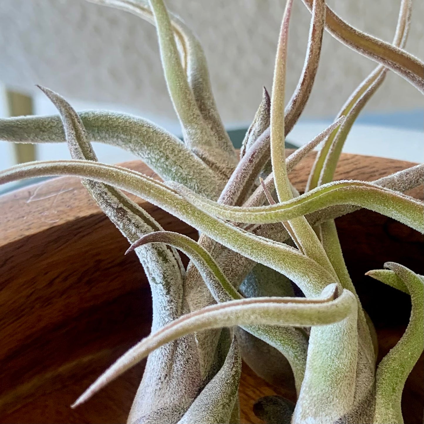 Caput Medusae Air Plant