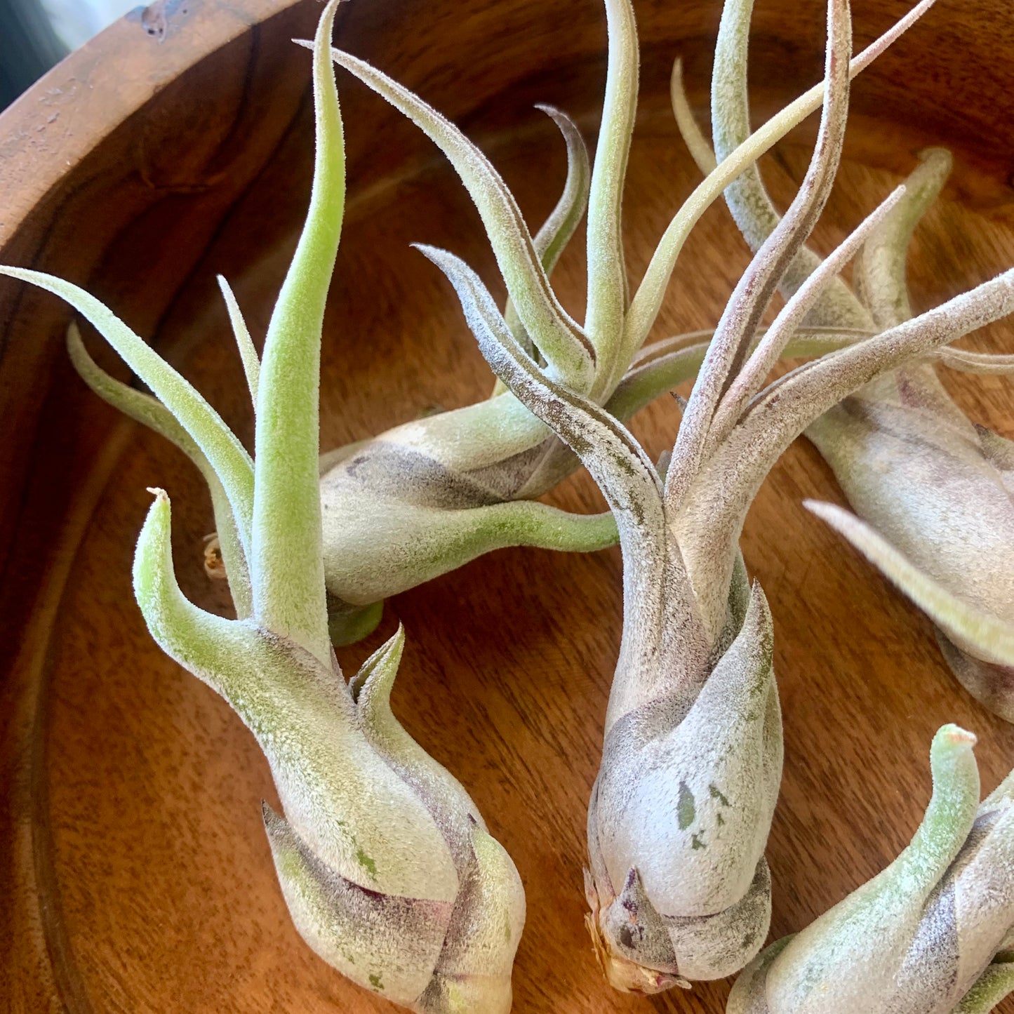 Caput Medusae Air Plant