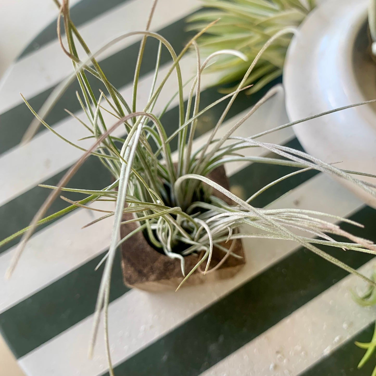 Bartramii Clump Airplant