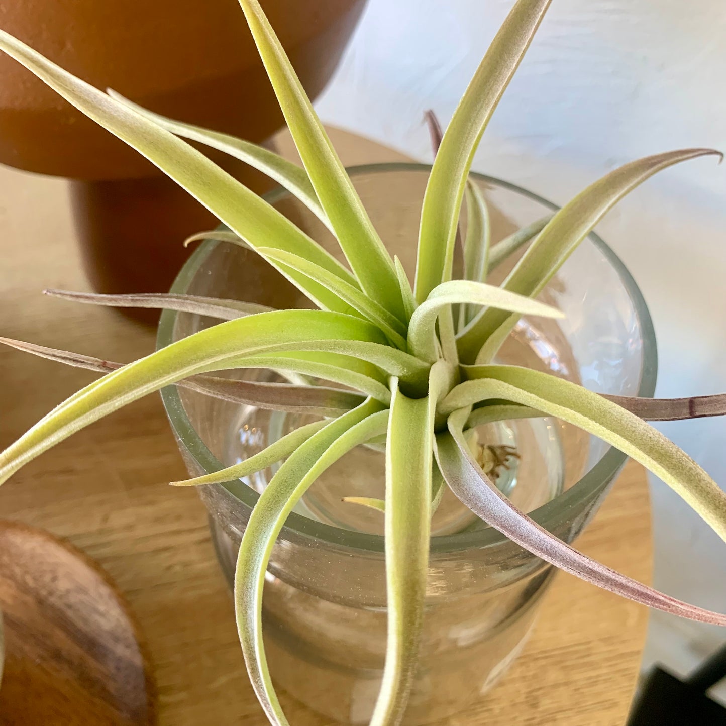 Harrisii Air Plant