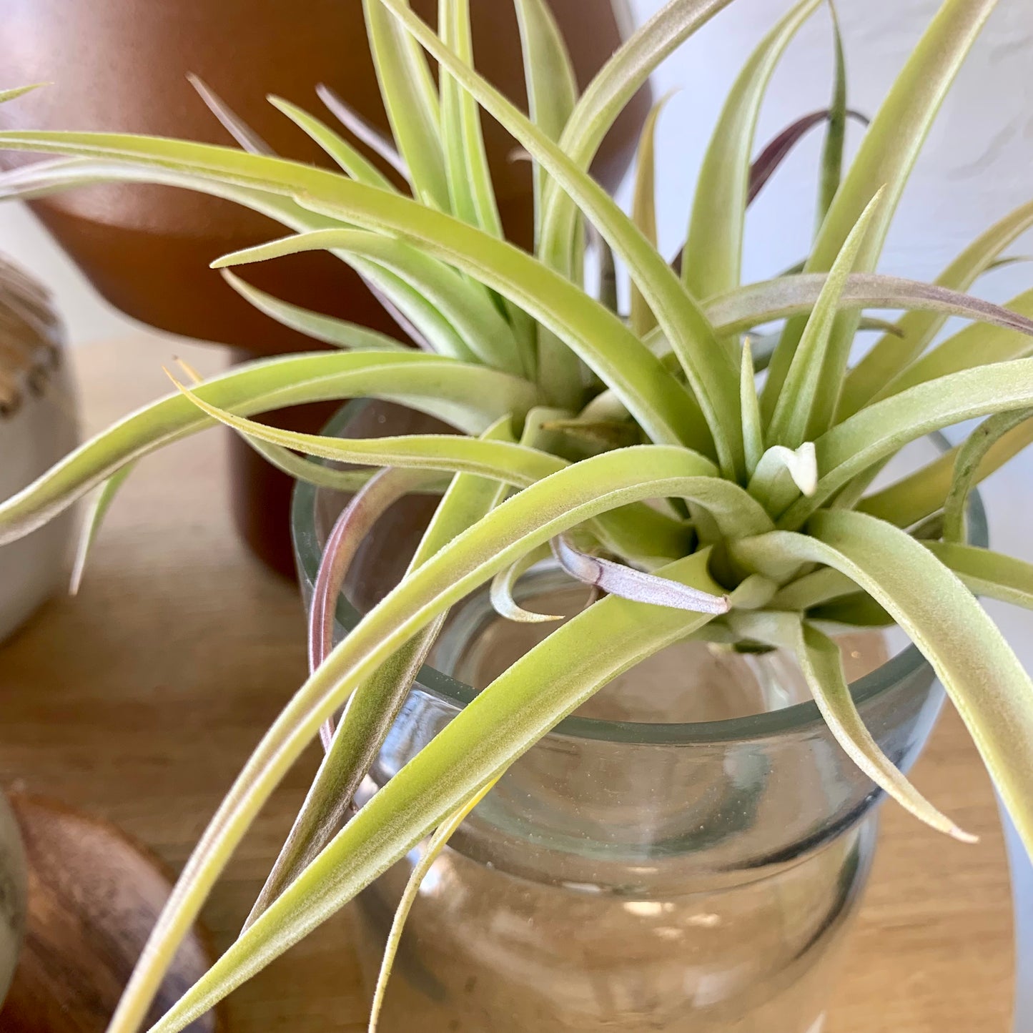 Harrisii Air Plant