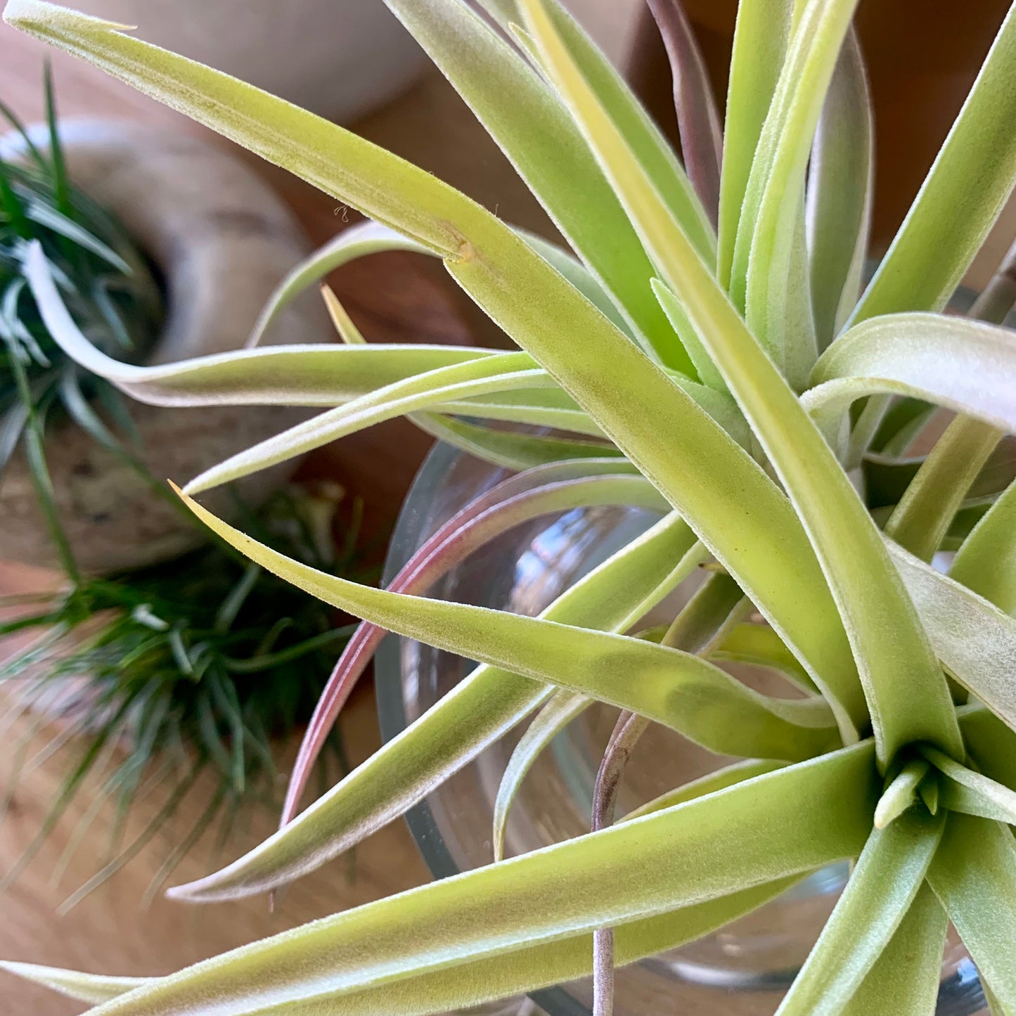 Harrisii Air Plant