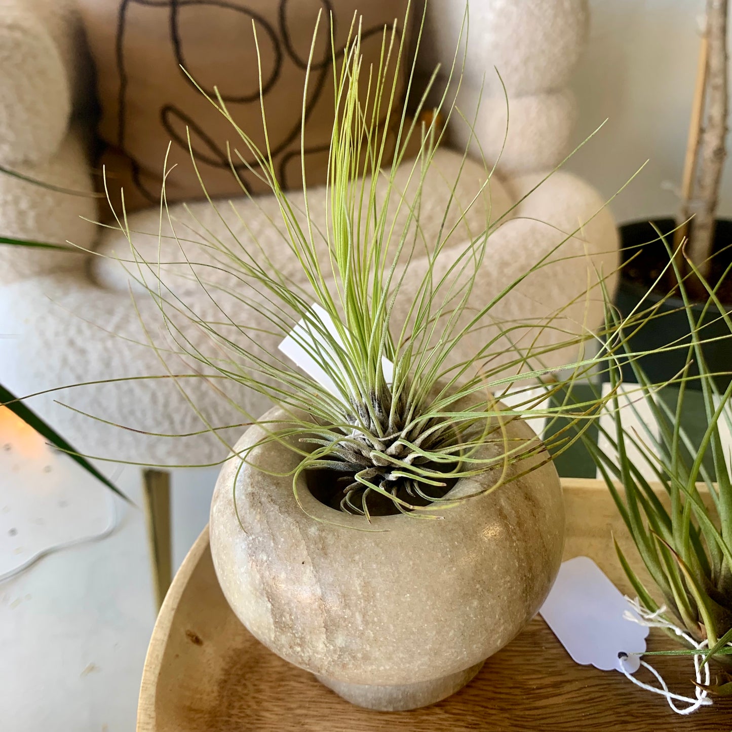 Filifolia Tillandsia