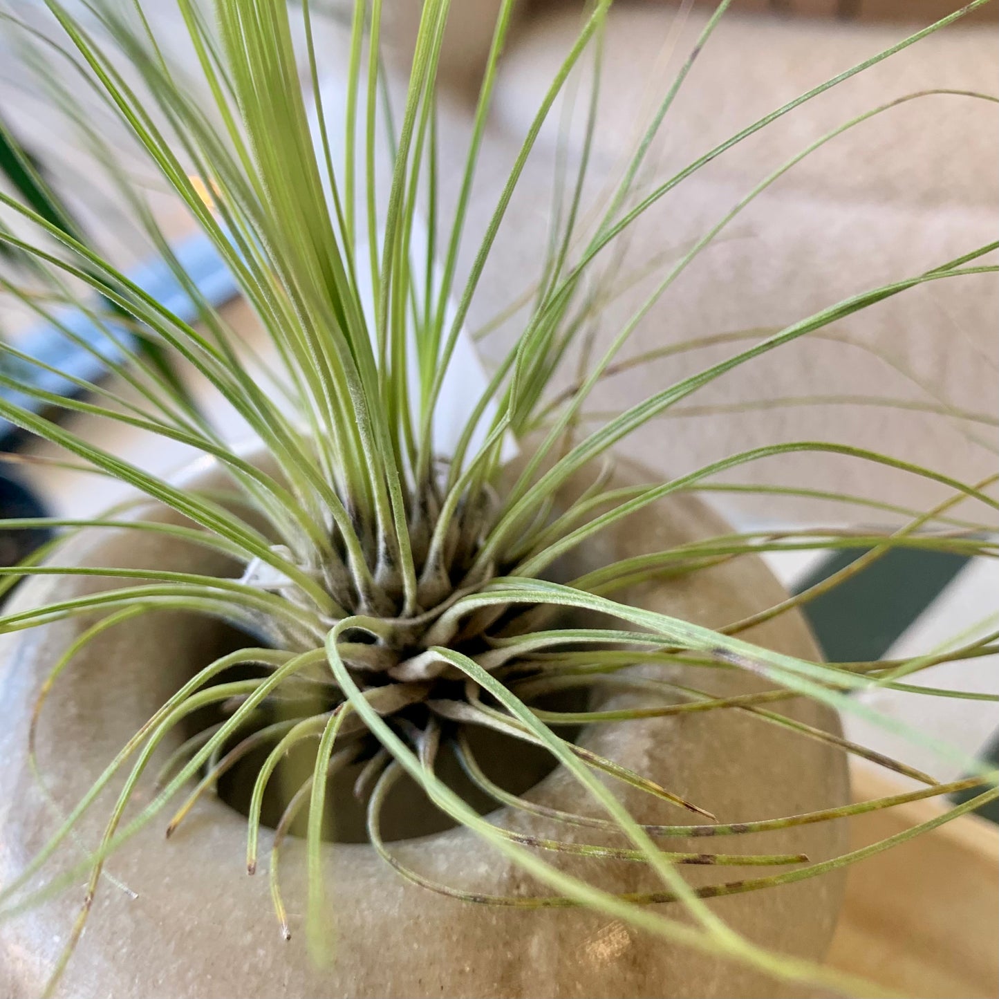 Filifolia Tillandsia