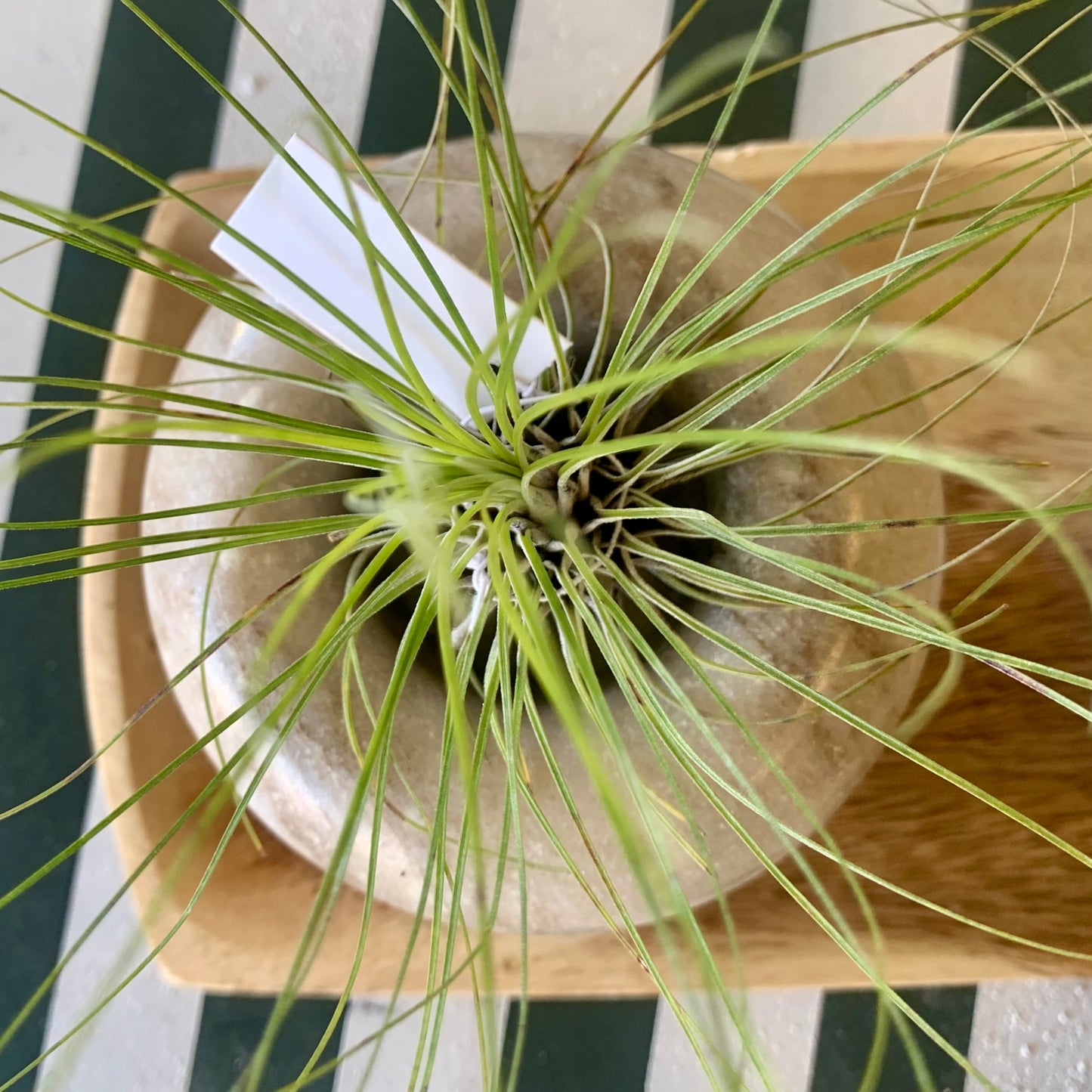 Filifolia Tillandsia