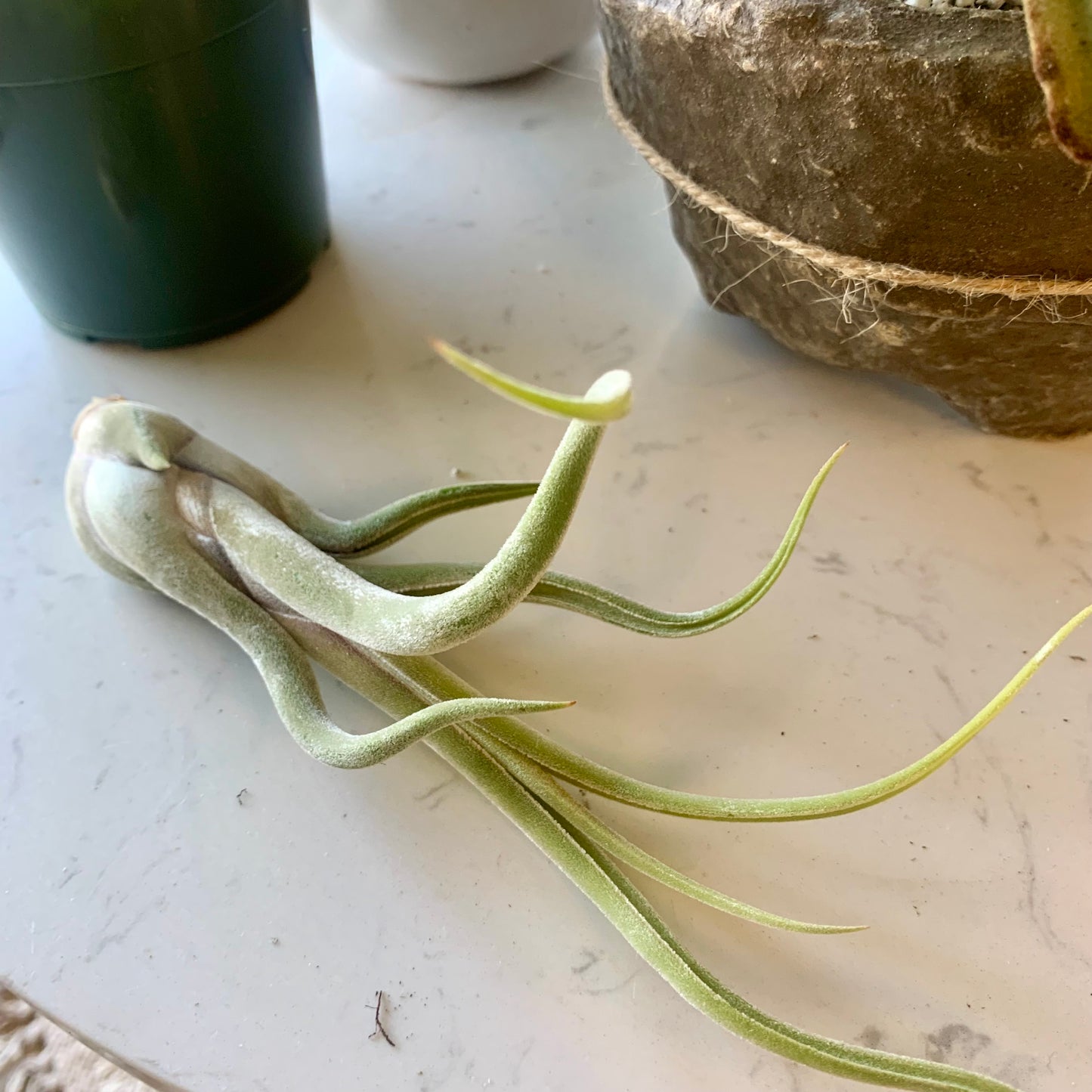 Caput Medusae Air Plant