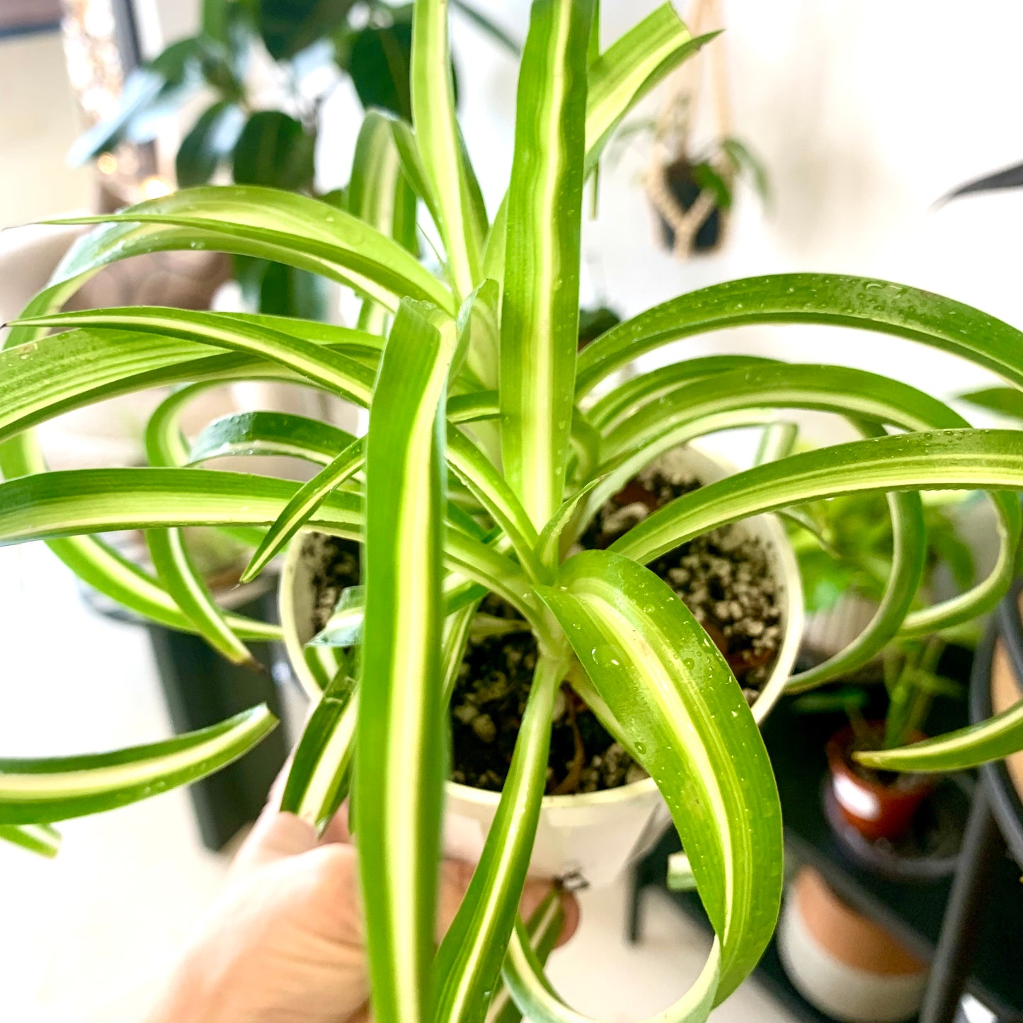 Curly Spider Plant "Bonnie"