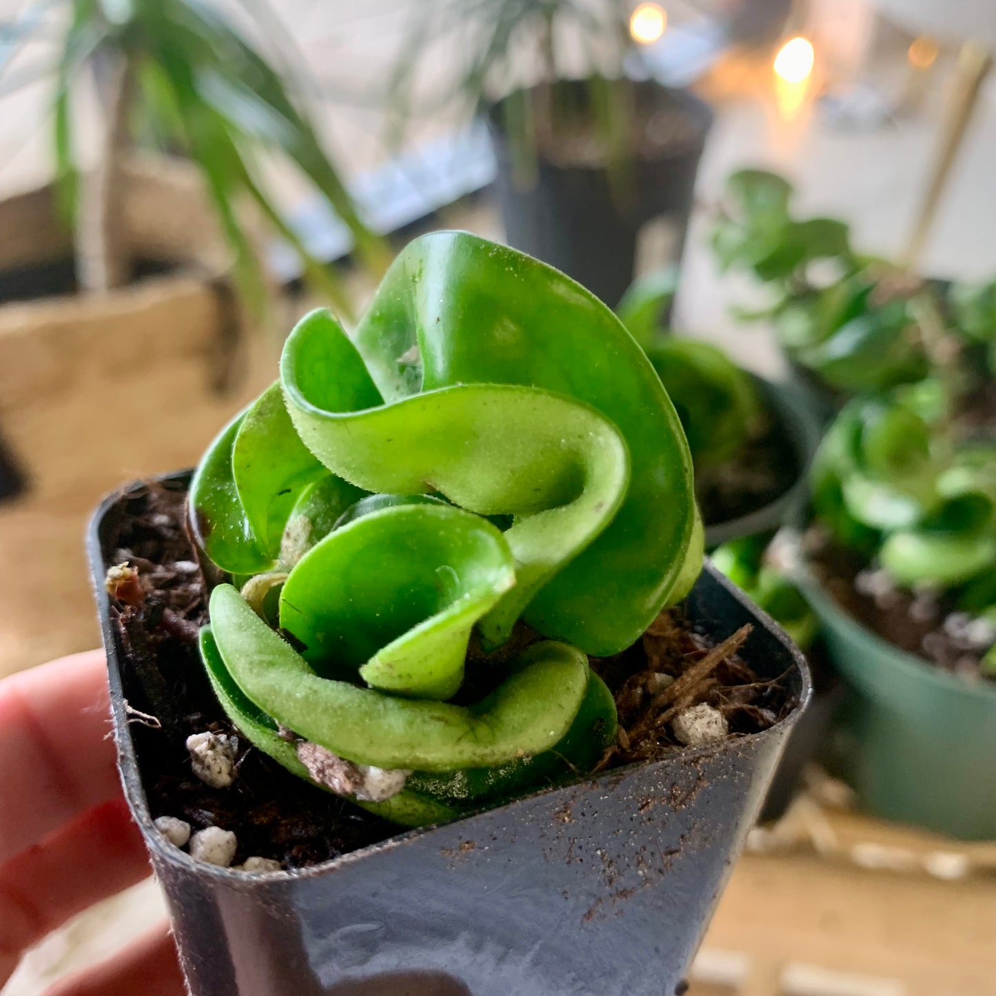 Hoya Compacta "Hindu Rope"