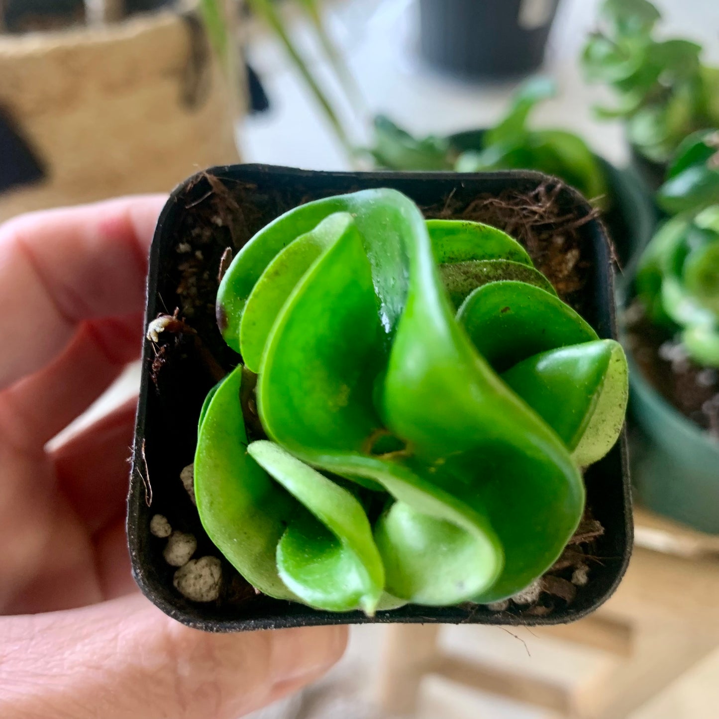 Hoya Compacta "Hindu Rope"