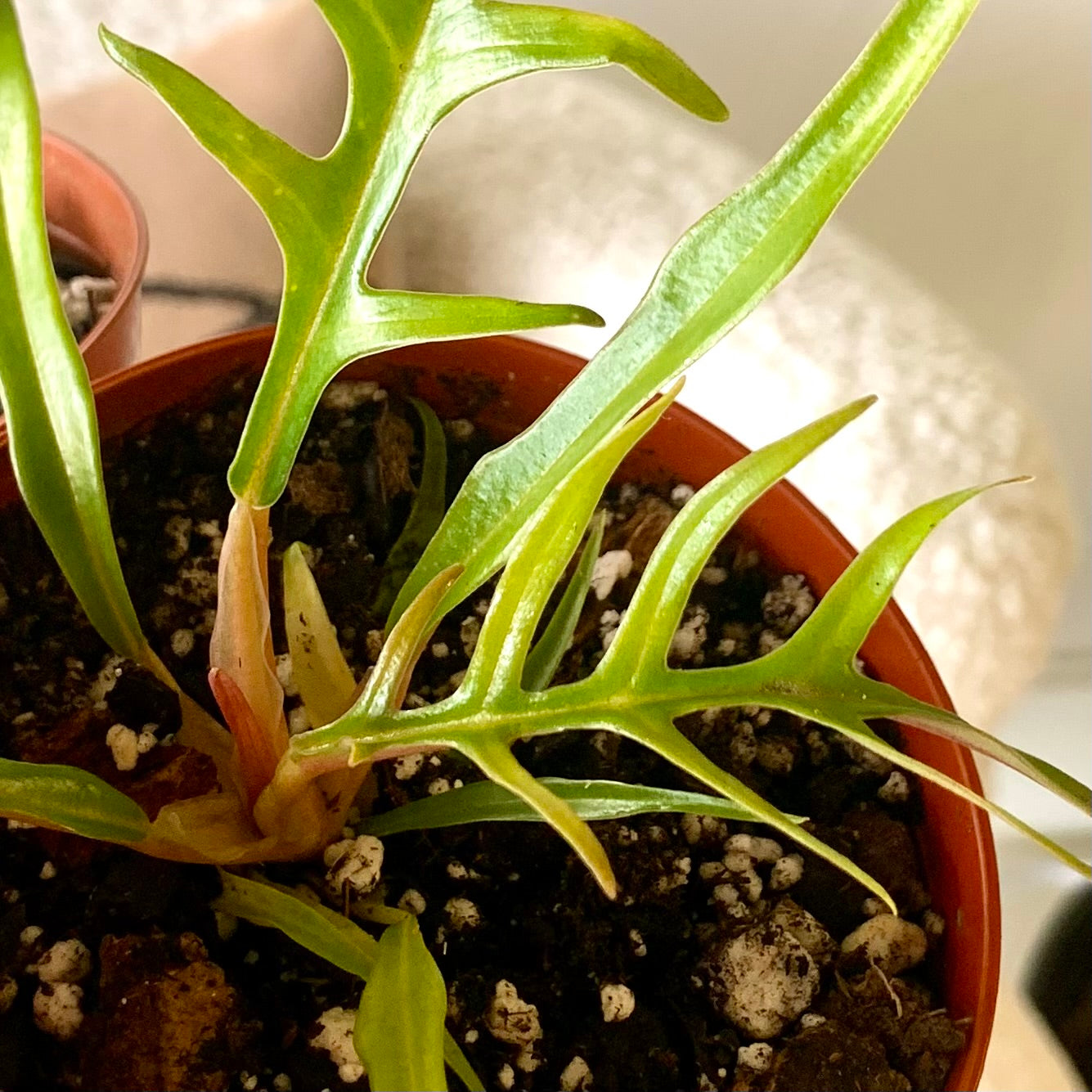Philodendron Tortum