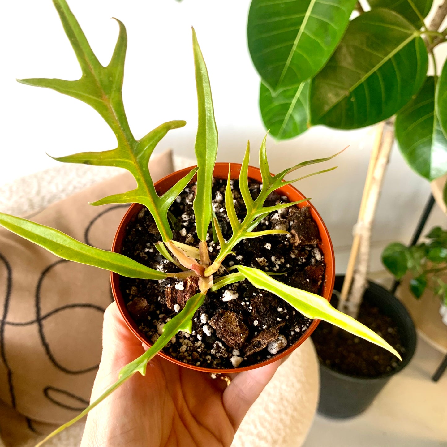 Philodendron Tortum
