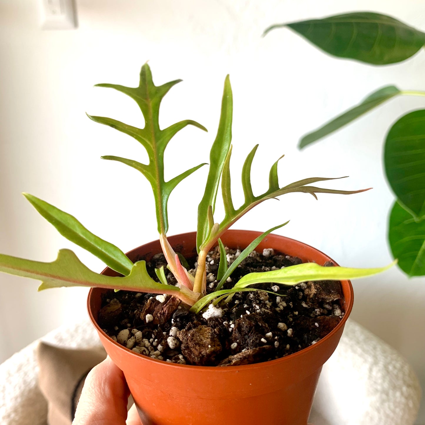 Philodendron Tortum
