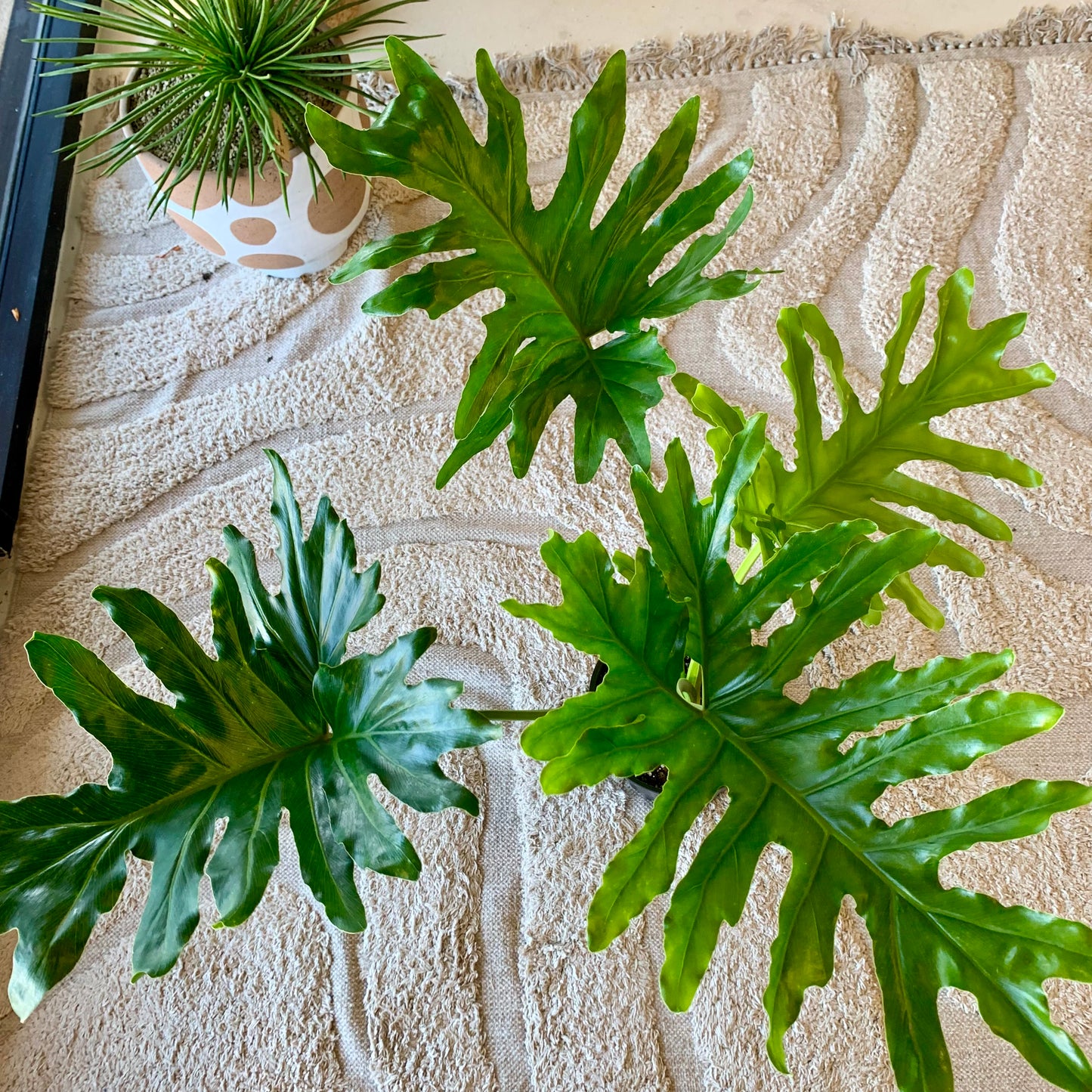 Philodendron Hope Selloum