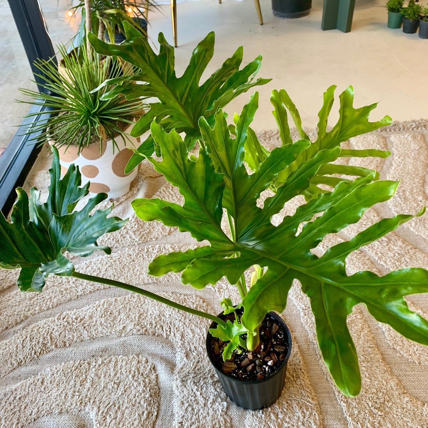 Philodendron Hope Selloum