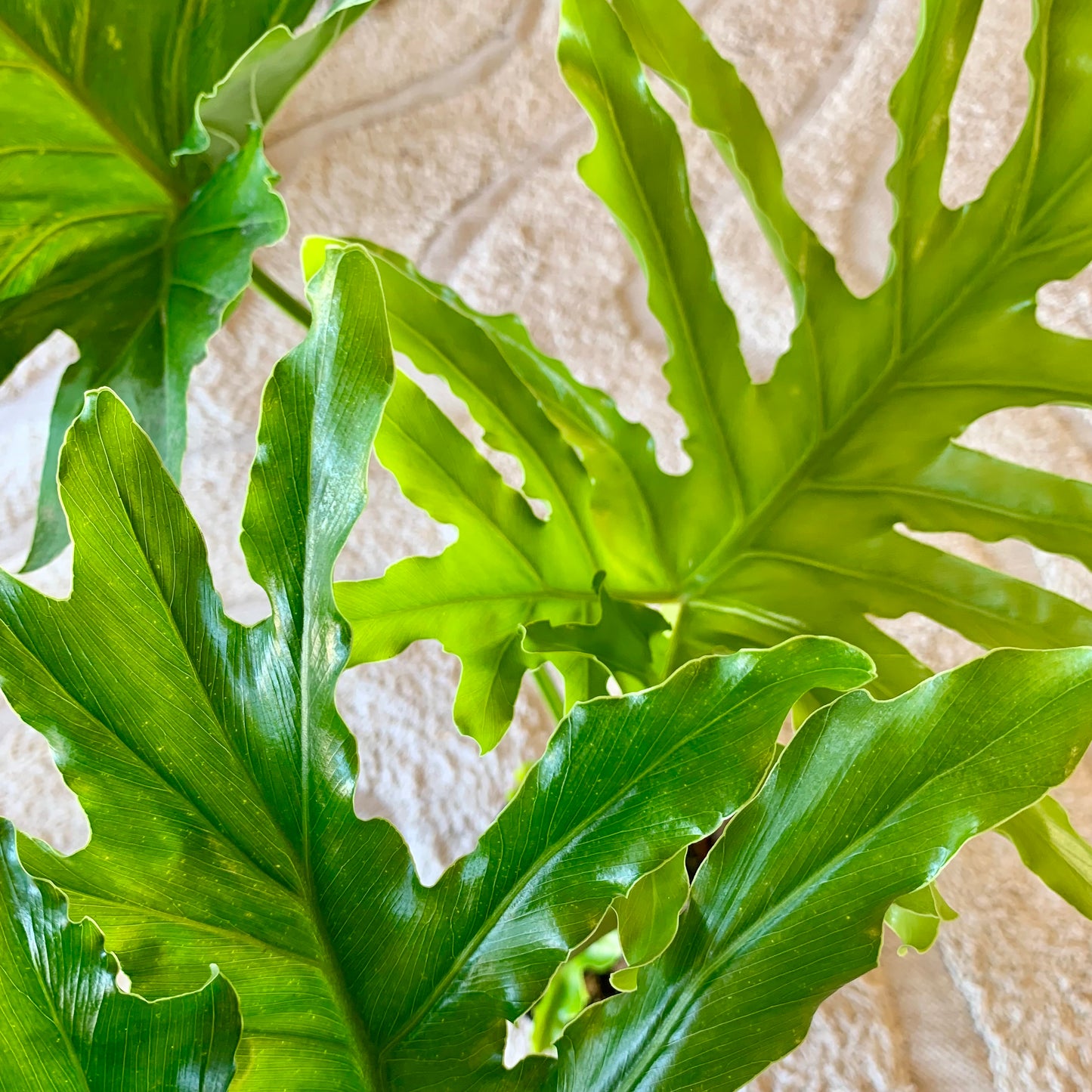 Philodendron Hope Selloum