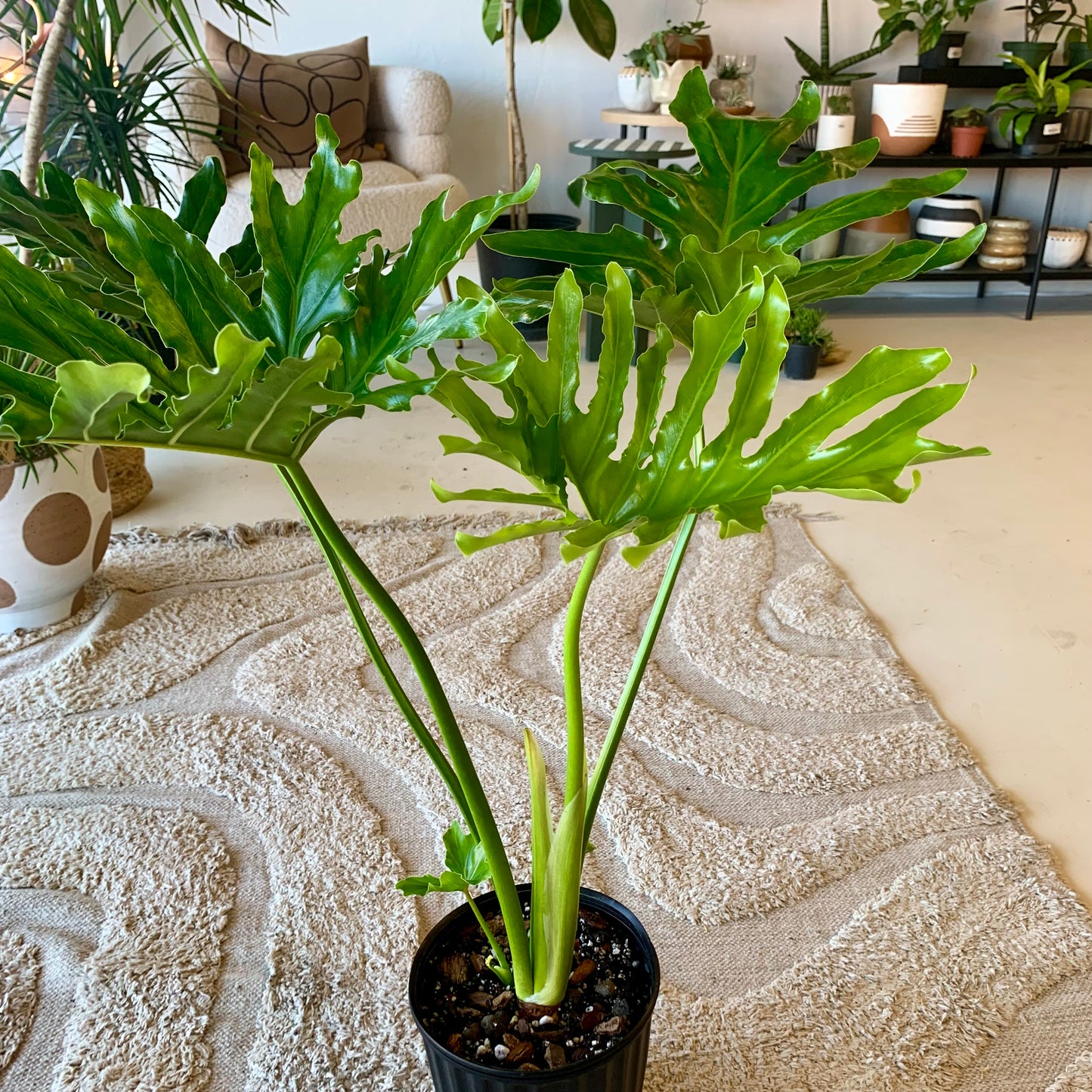 Philodendron Hope Selloum