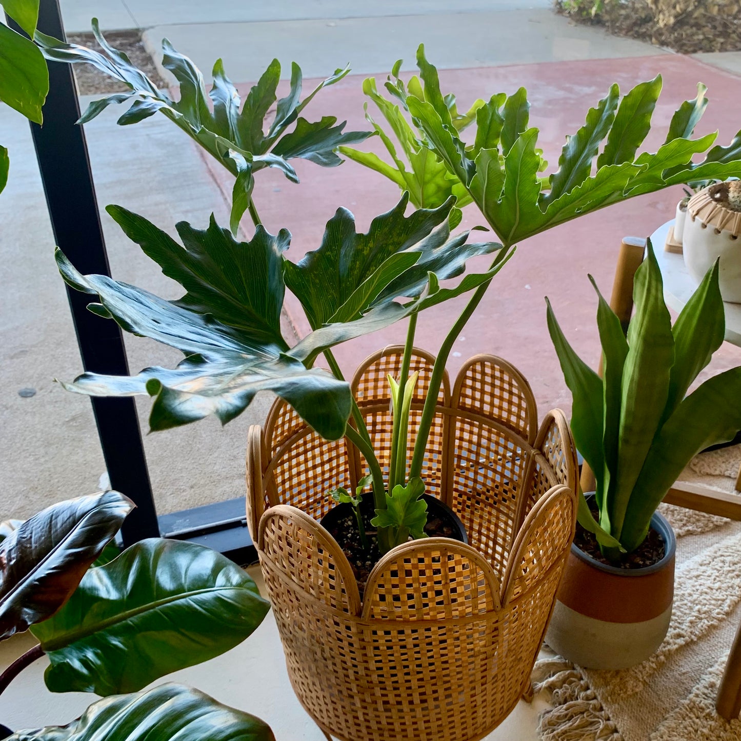 Philodendron Hope Selloum